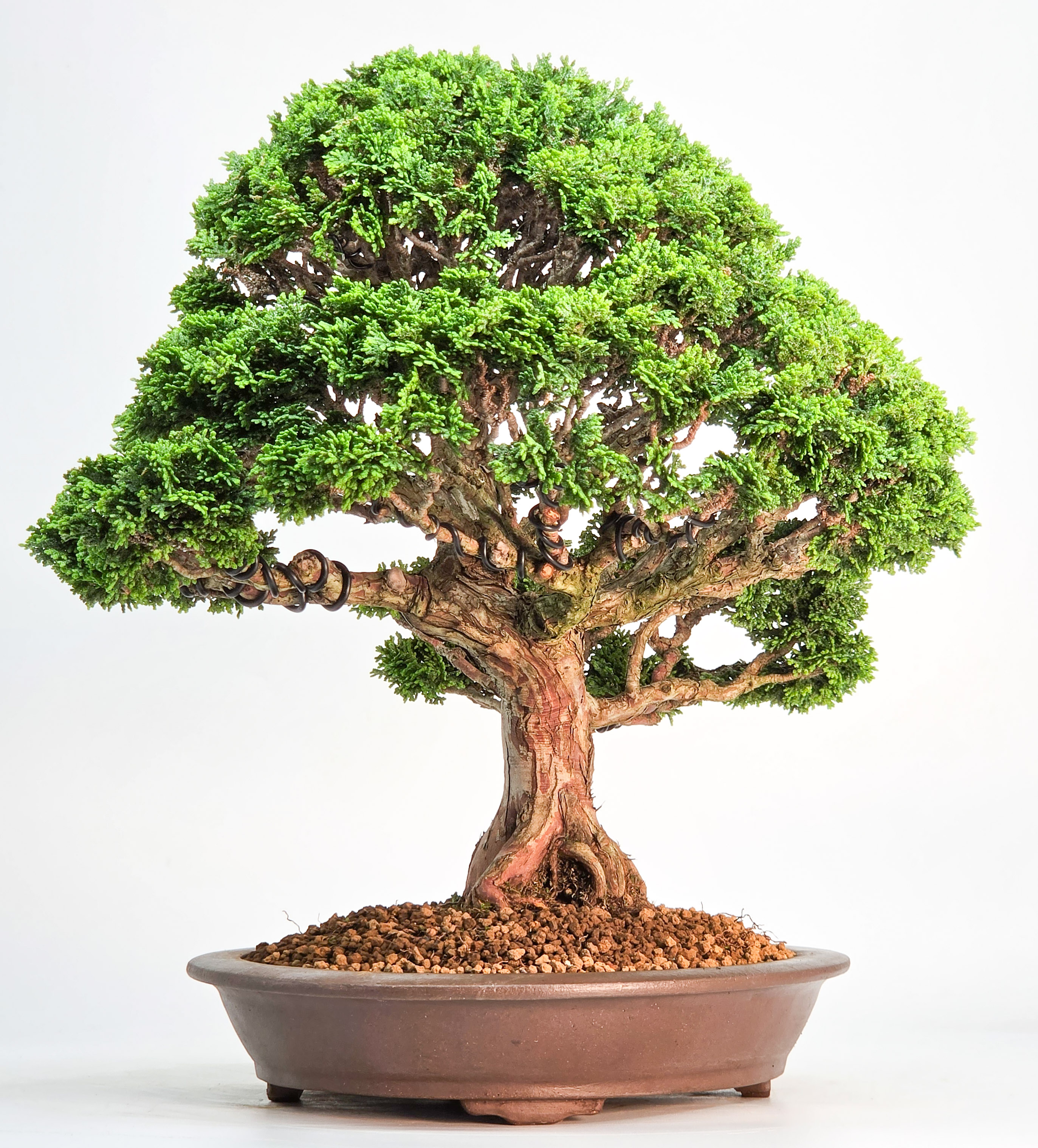 Bonsai Muschelzypresse - Chamaecyparis obtusa 30cm