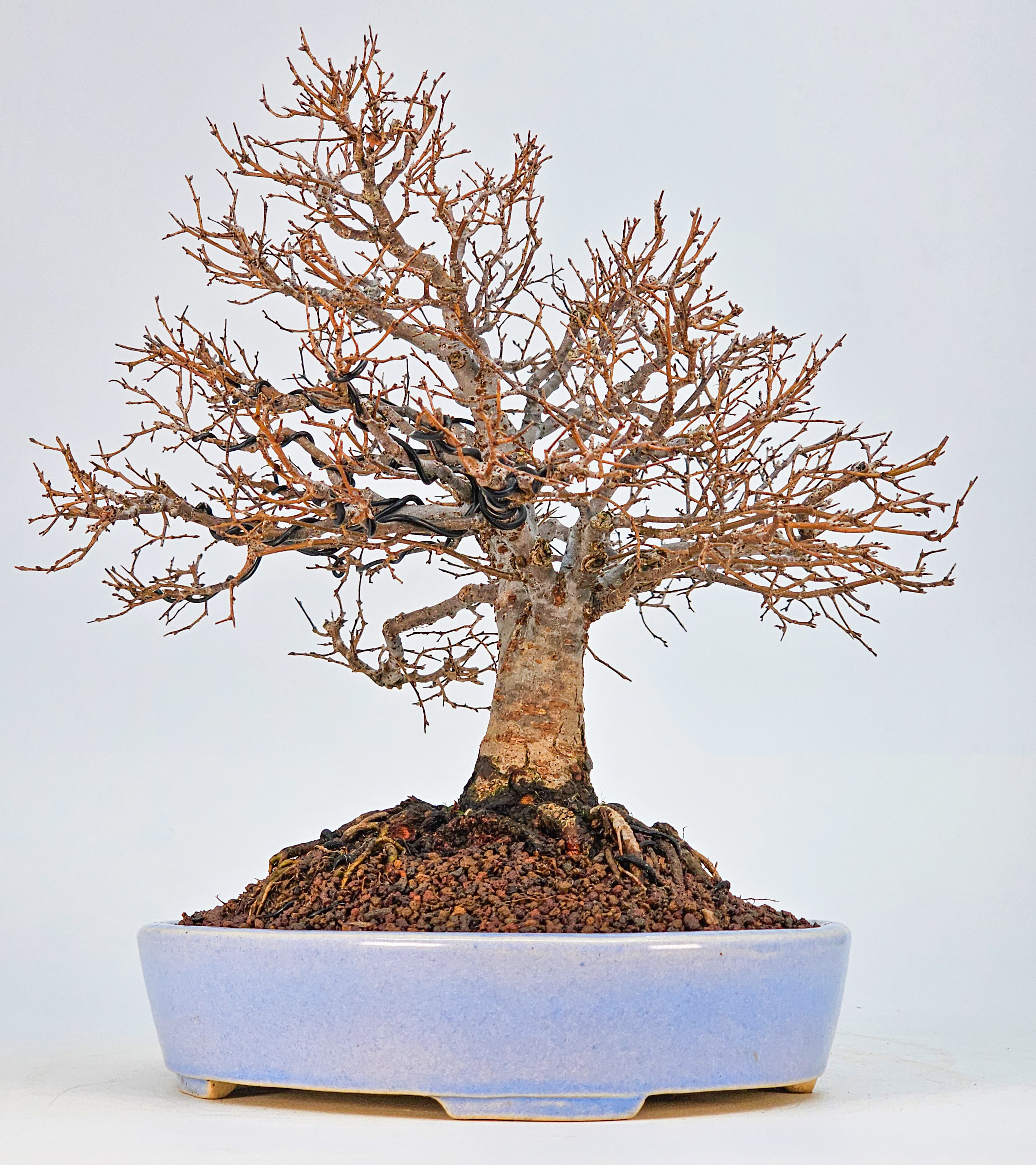 Bonsai Premium Zelkova serrata Shohin 21cm