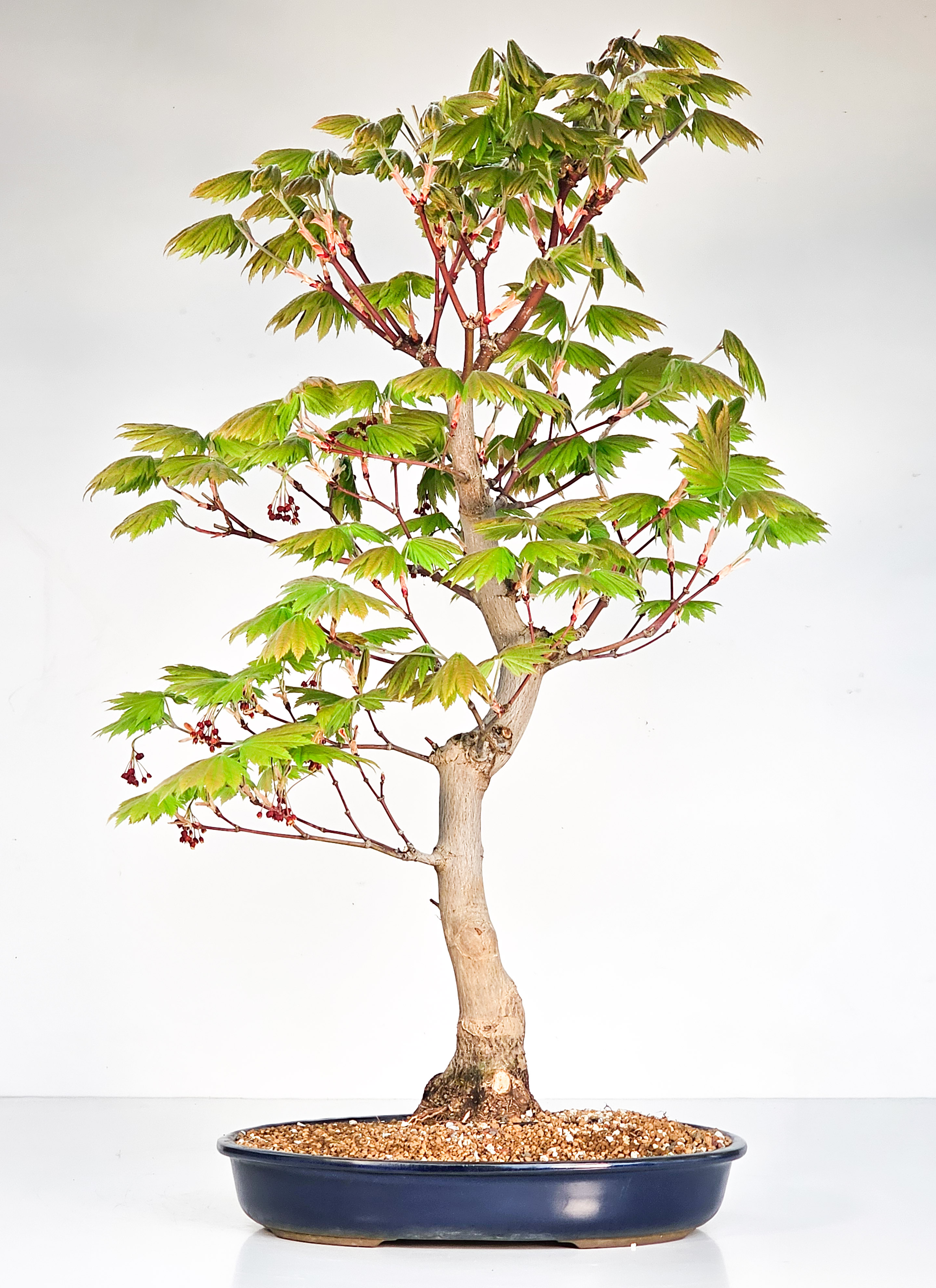 Bonsai Japanischer Ahorn - Acer japonicum 60cm 