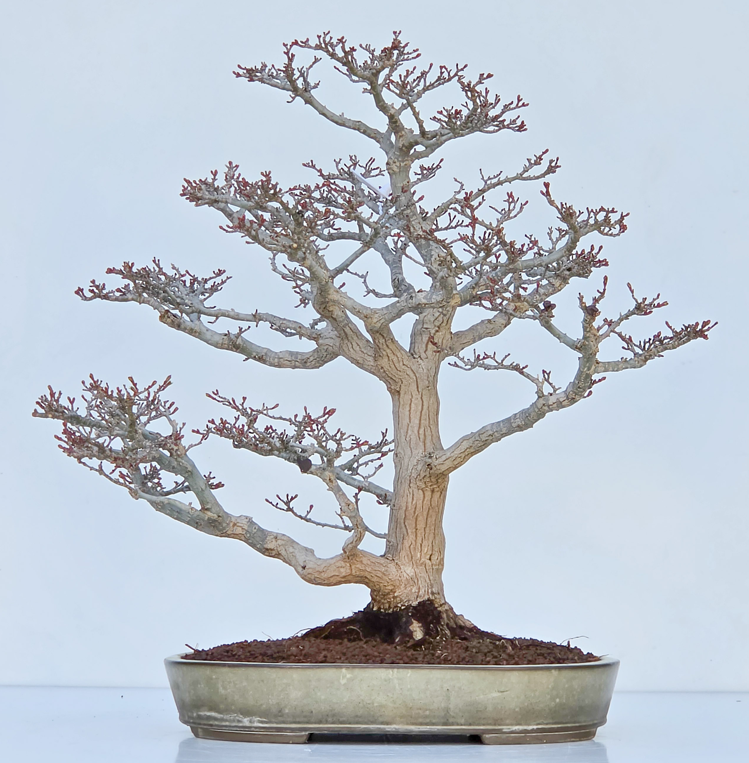 Bonsai Premium Löwenkopfahorn- Acer palmatum Shishigashira 47cm Video!!