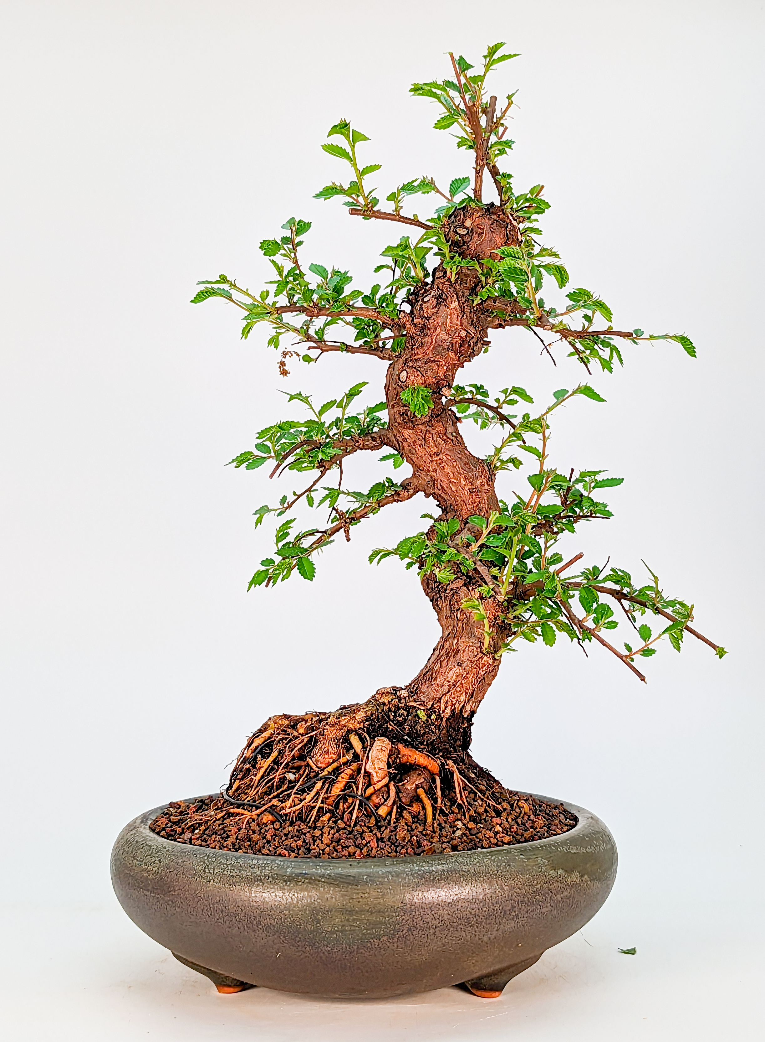 Bonsai Ulmus parvifolia - Japanische Ulme 30cm