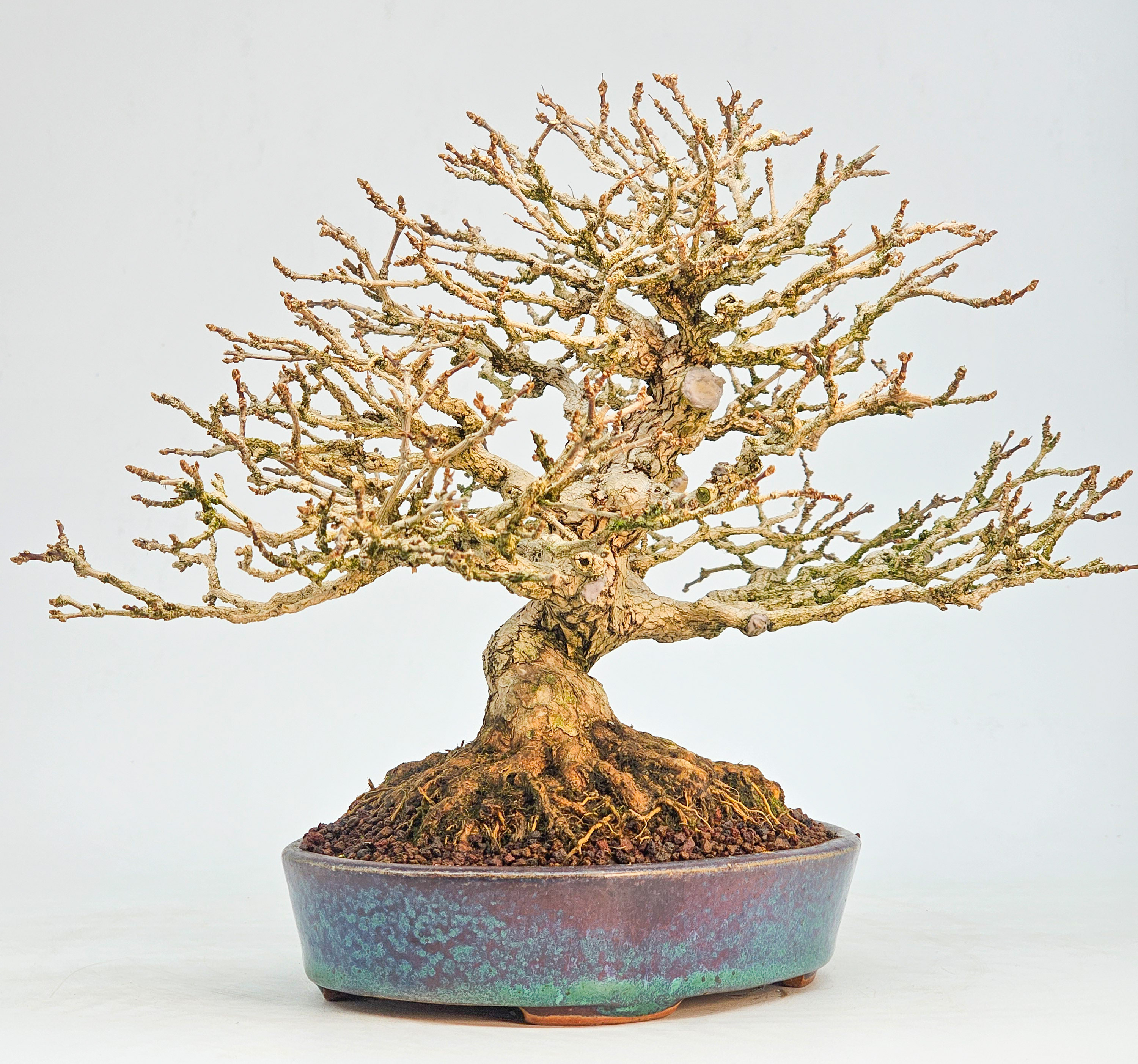 Bonsai Premium Duftahorn - Premna japonica Shohin 20cm 