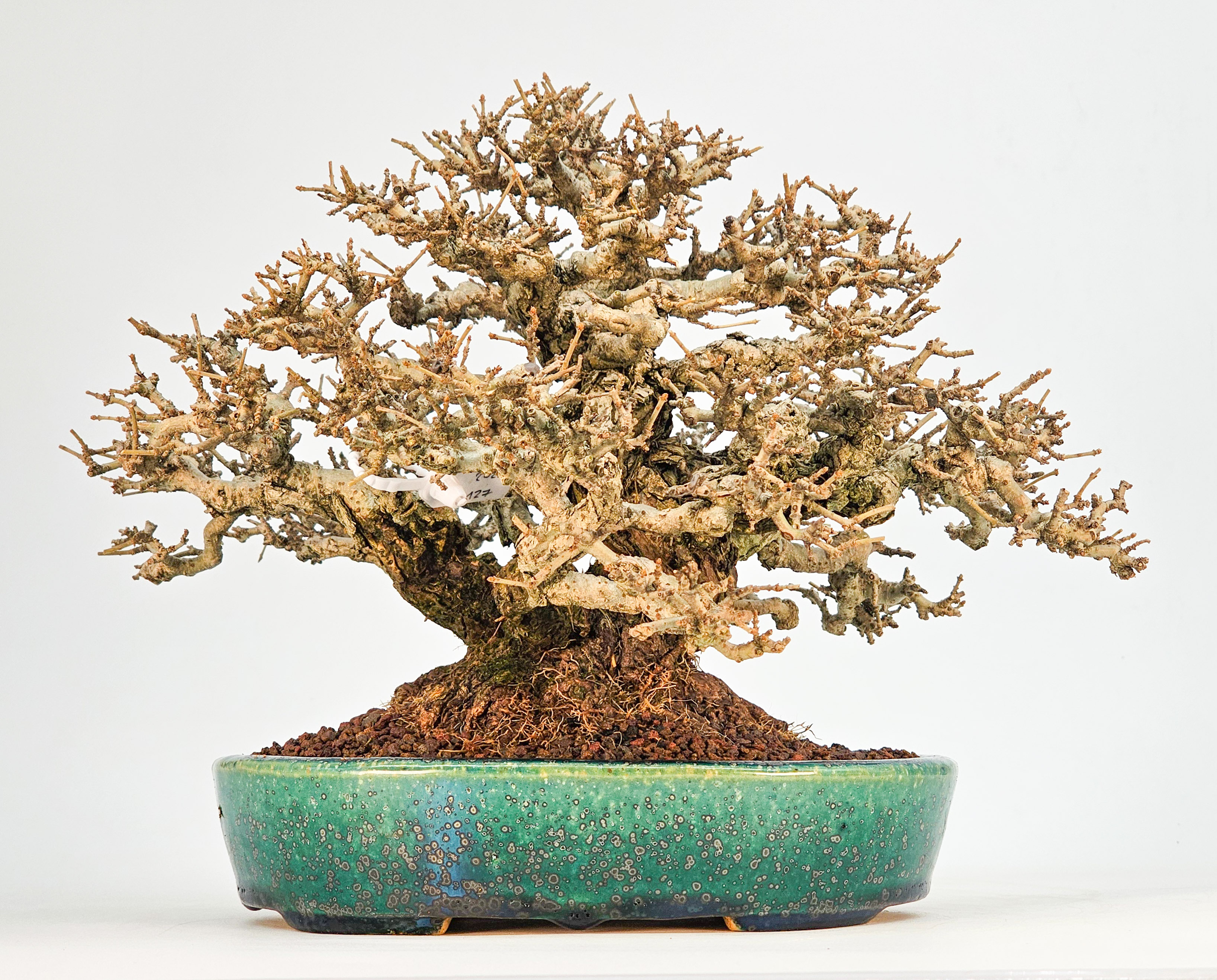 Bonsai Premium Japanischer Liguster - Ligustrum japonicum Shohin 20cm