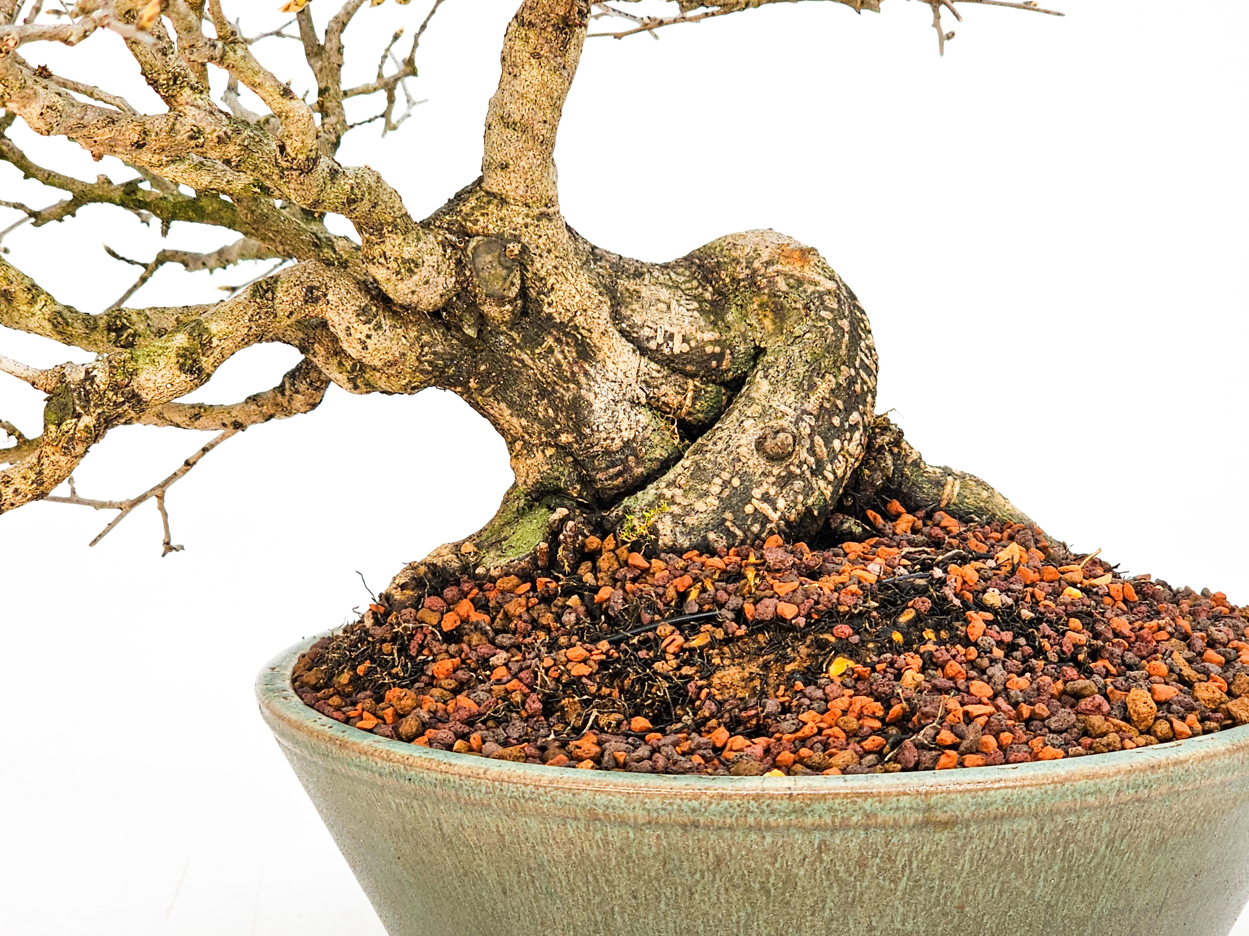 Bonsai Diospyros kaki Kakipflaume  Shohin 21cm Video!!
