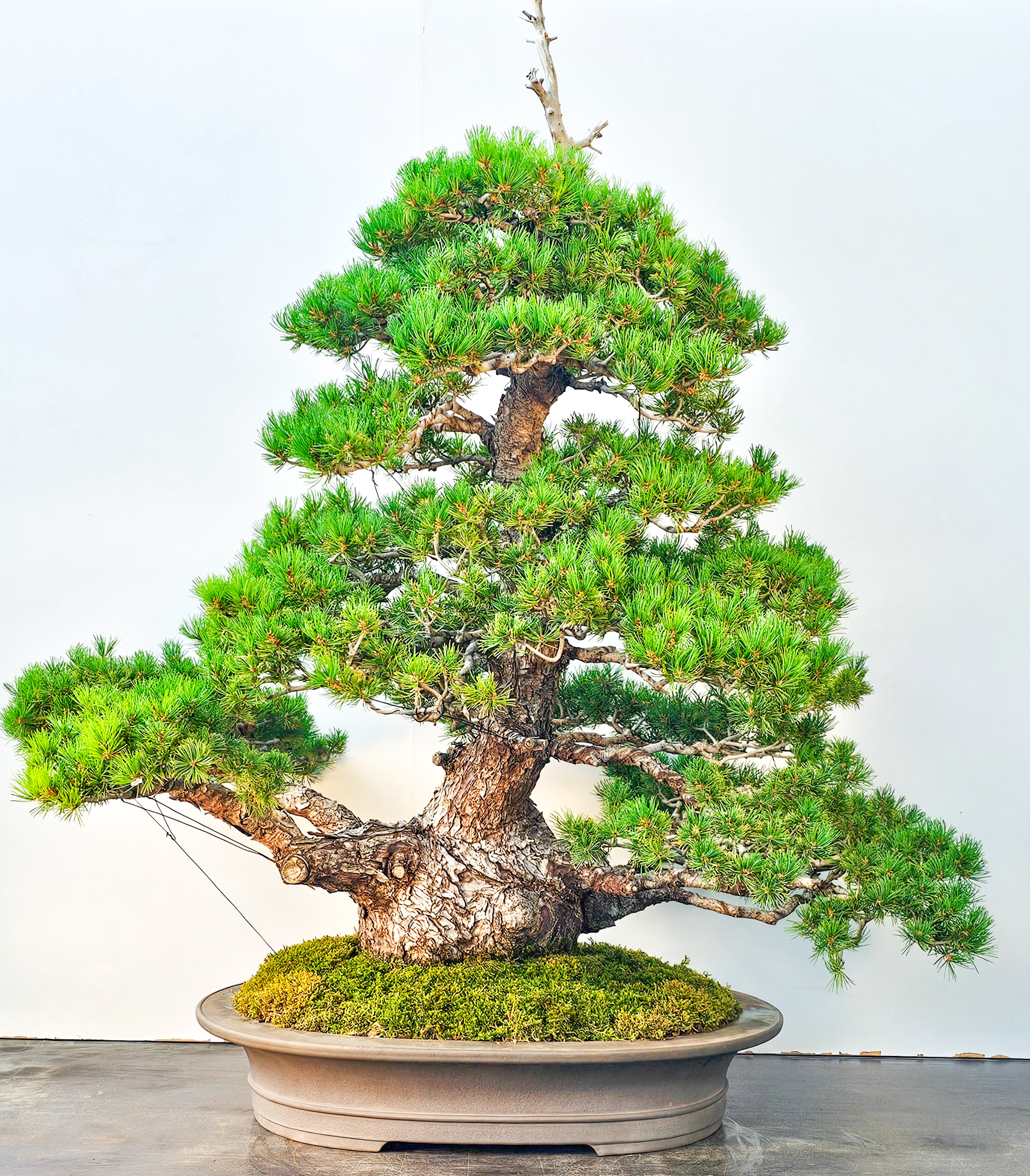 Bonsai Mädchenkiefer Pinus parviflora zuisho 86cm Video!! Bonsai Mädchenkiefer Pinus parviflora zuisho 86cm Video!!