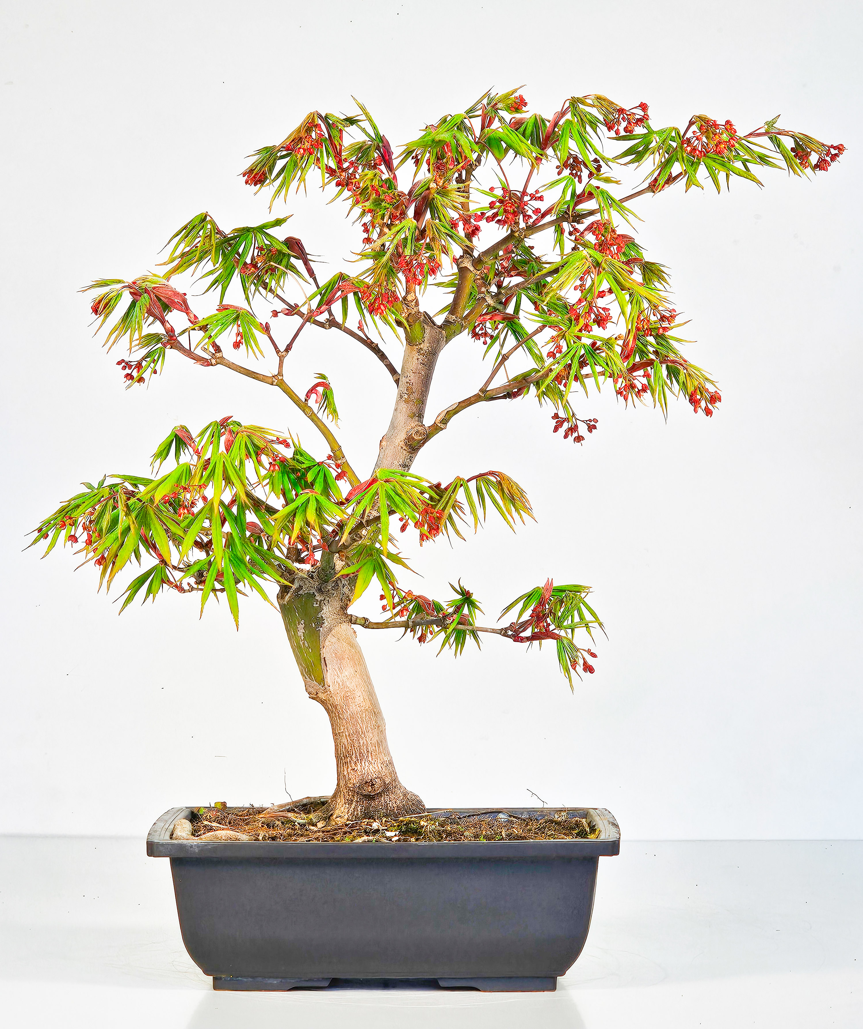 Bonsai Fächerahorn - Acer palmatum Osakazuki 38cm  