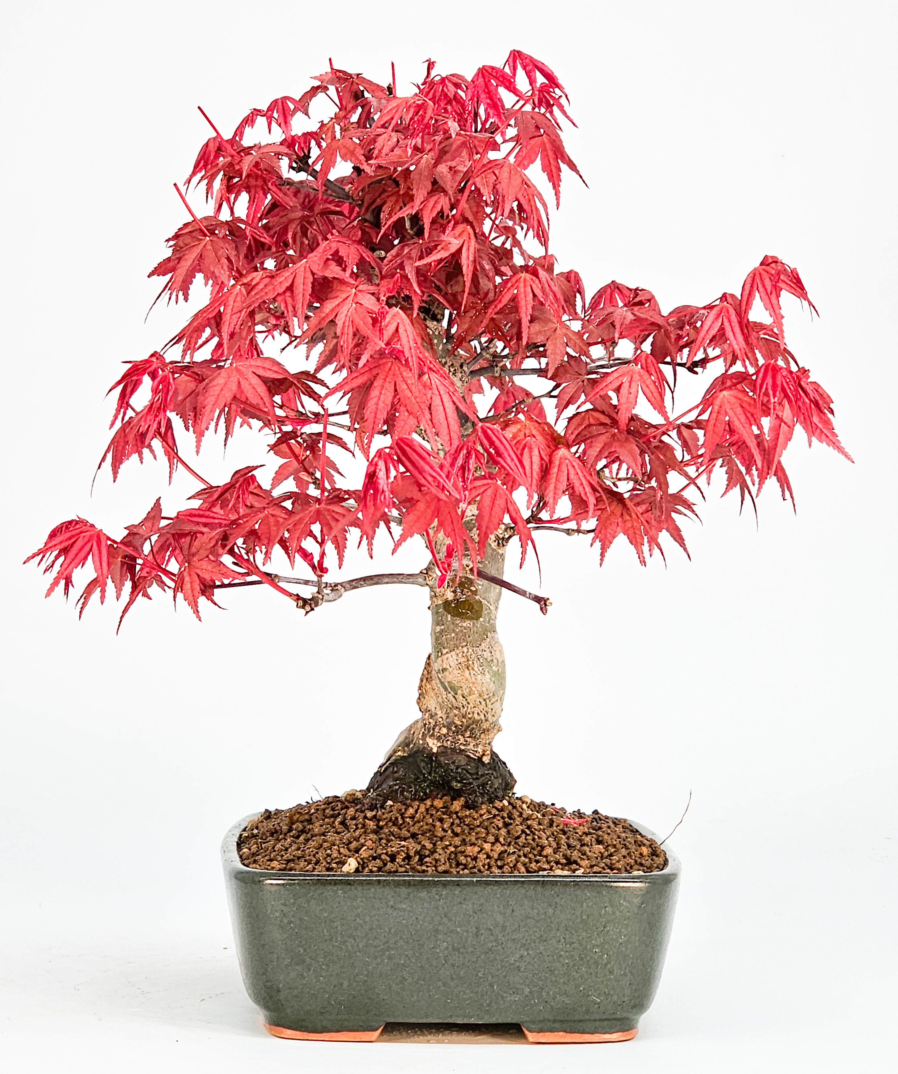 Bonsai Fächerahorn Acer palmatum Deshojo Shohin 20cm