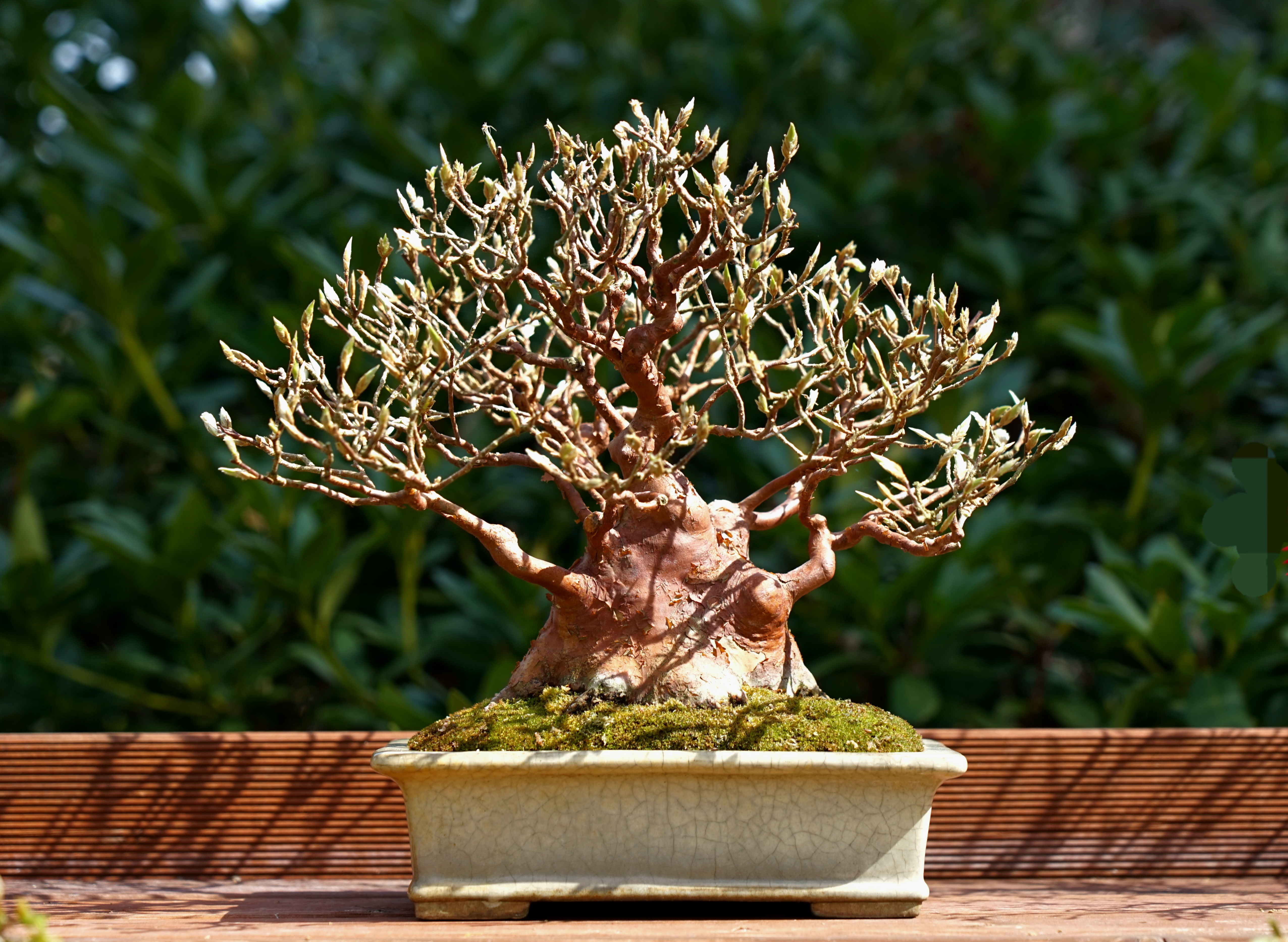 Bonsai Scheinkamelie - Stewartie 24cm