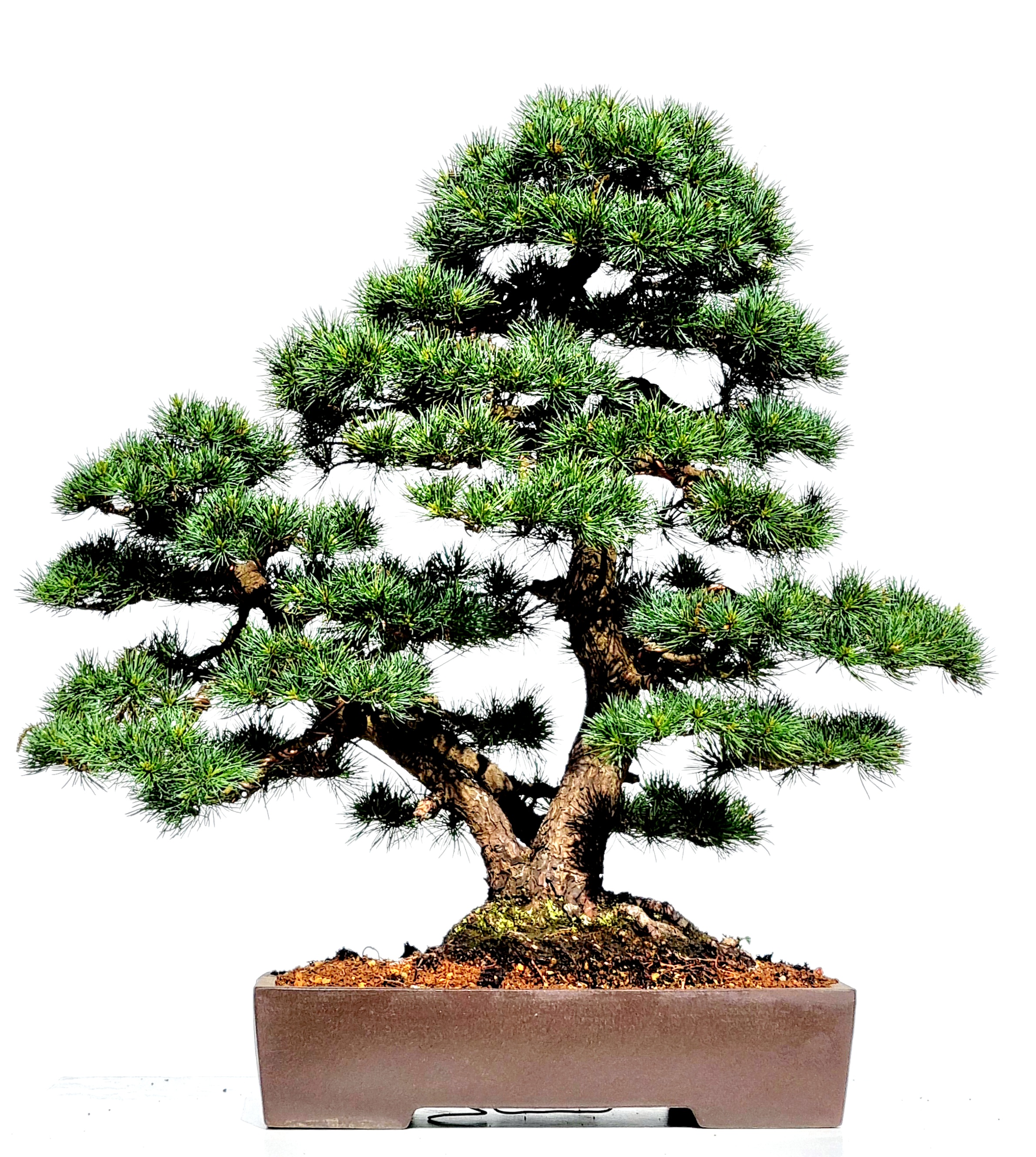 Bonsai Mädchenkiefer Pinus Pentaphylla Multitrunk 62cm