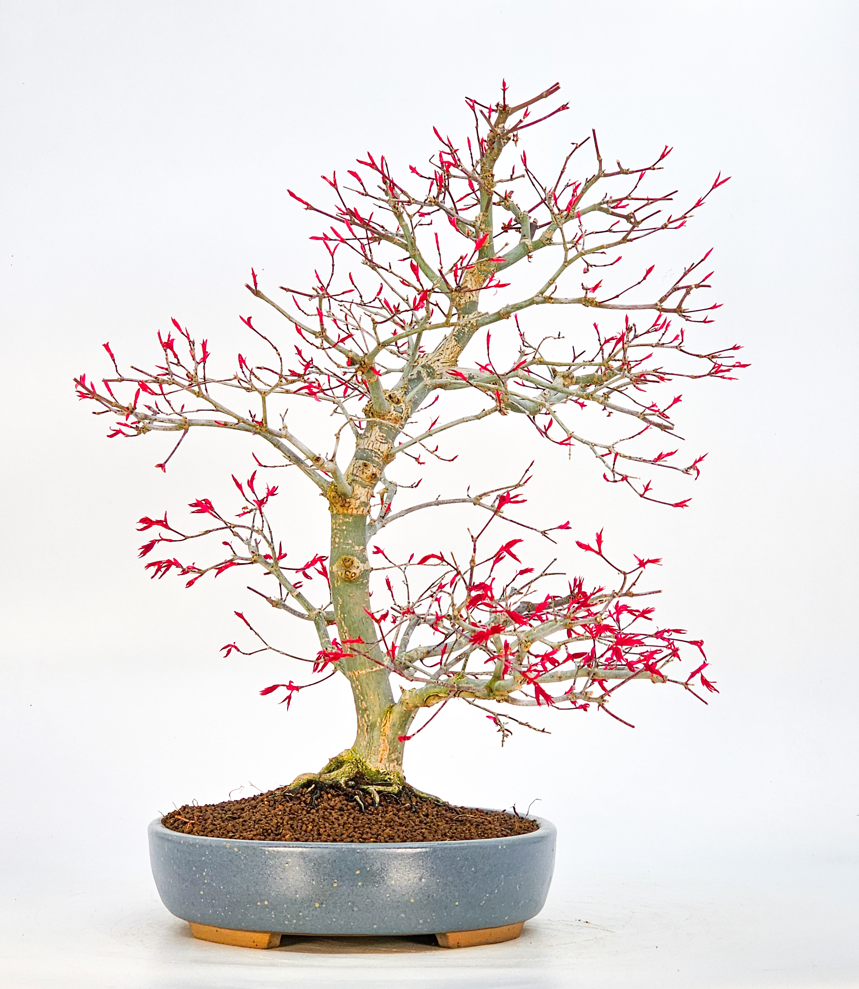 Bonsai Fächerahorn Acer palmatum Deshojo 40cm