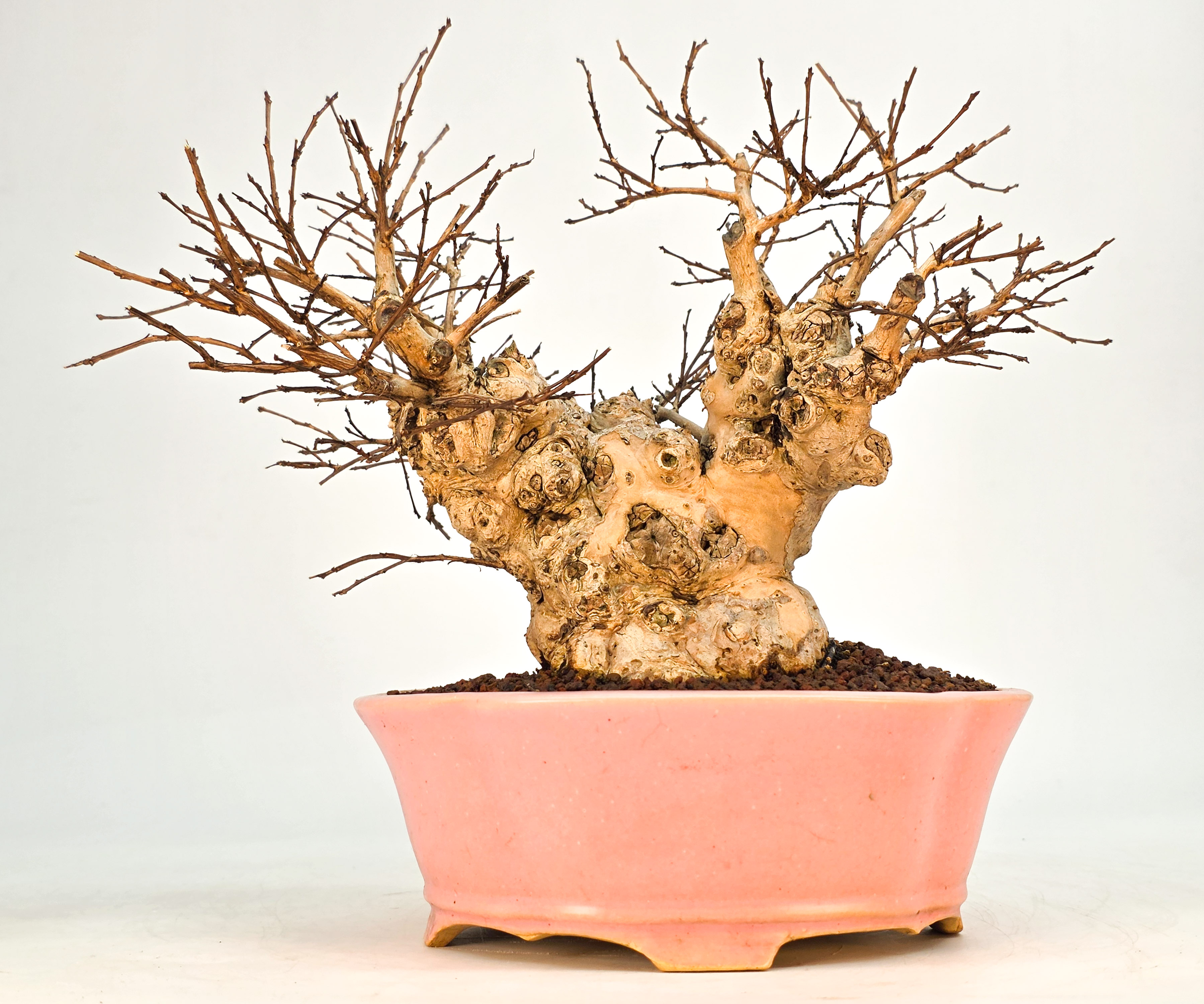 Bonsai Kreppmyrte  - Lagerstroemia indica Shohin 19cm