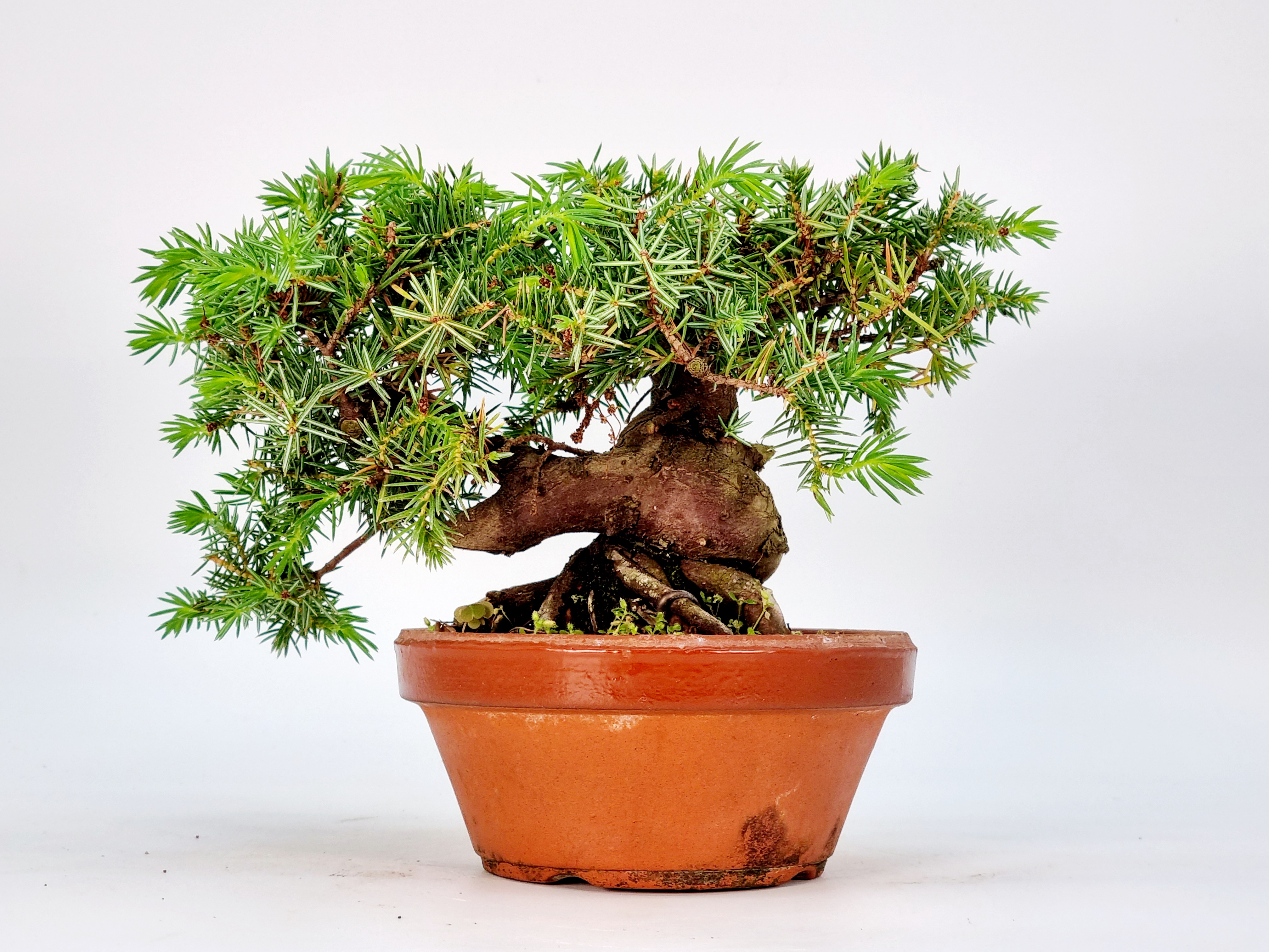 Bonsai Igelwacholder Juniperus Rigida Shohin 13cm