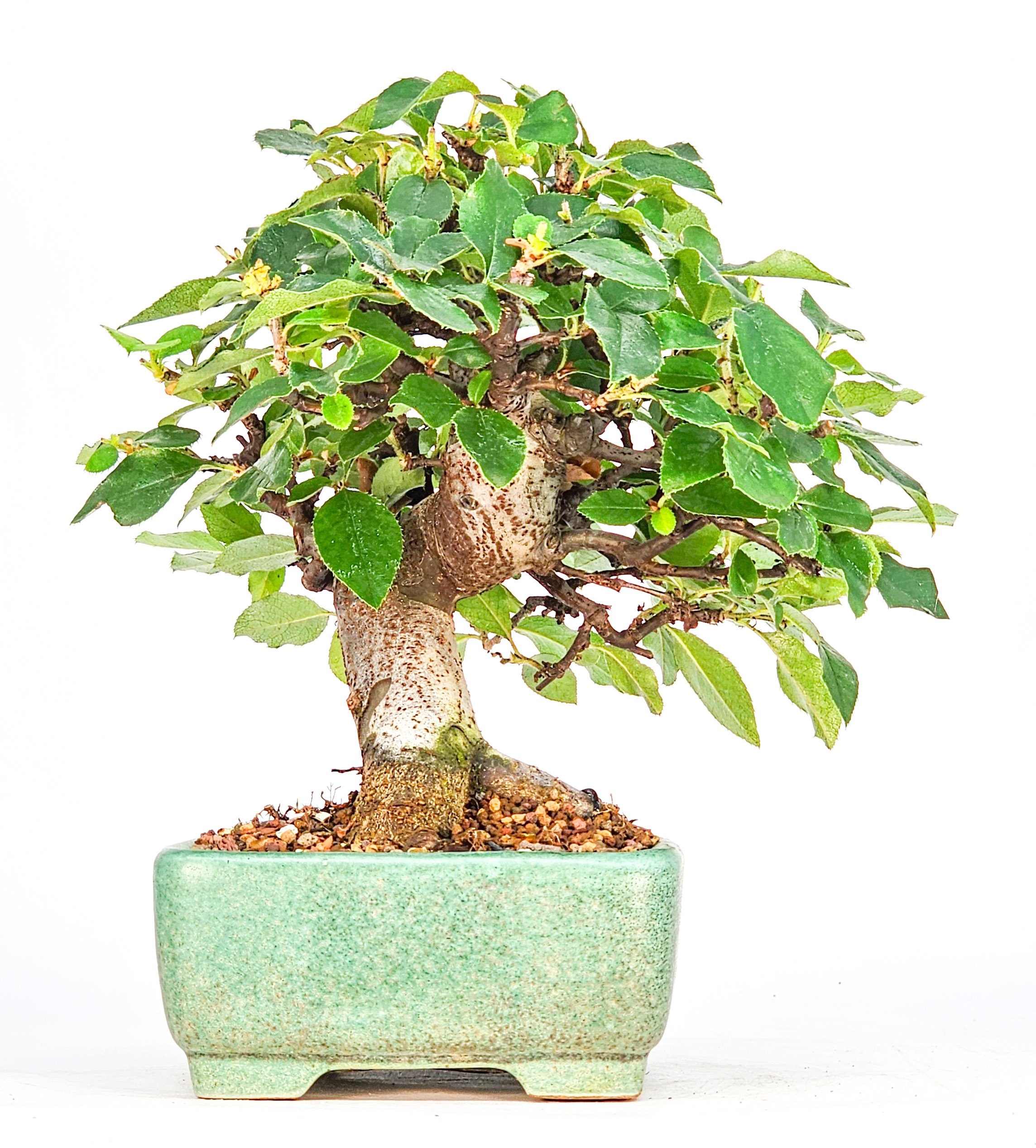 Bonsai Quitte - Pseudocydonia sinensis Shohin 13cm