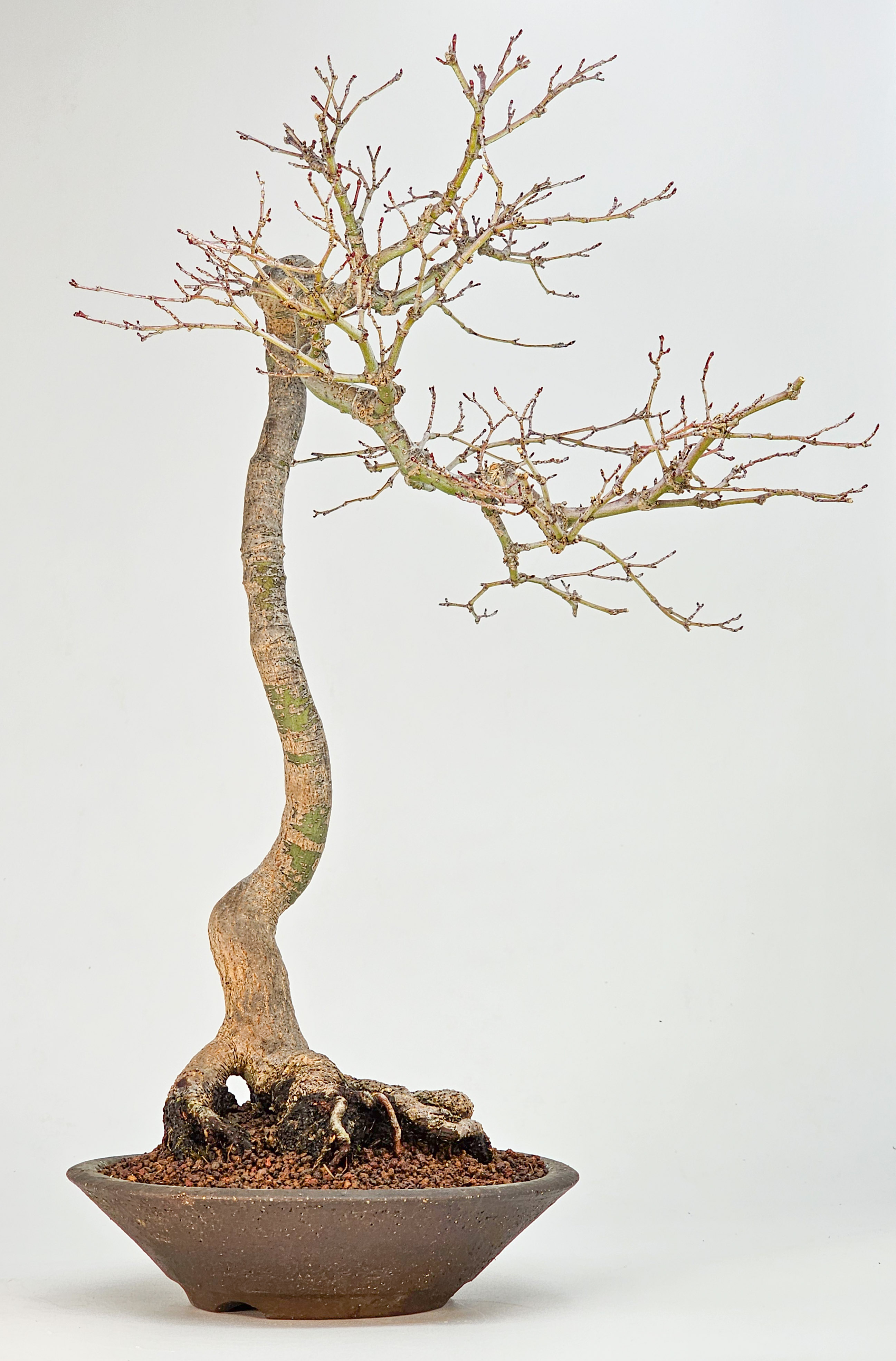 Bonsai Fächerahorn - Acer palmatum dissectum shidare 39cm