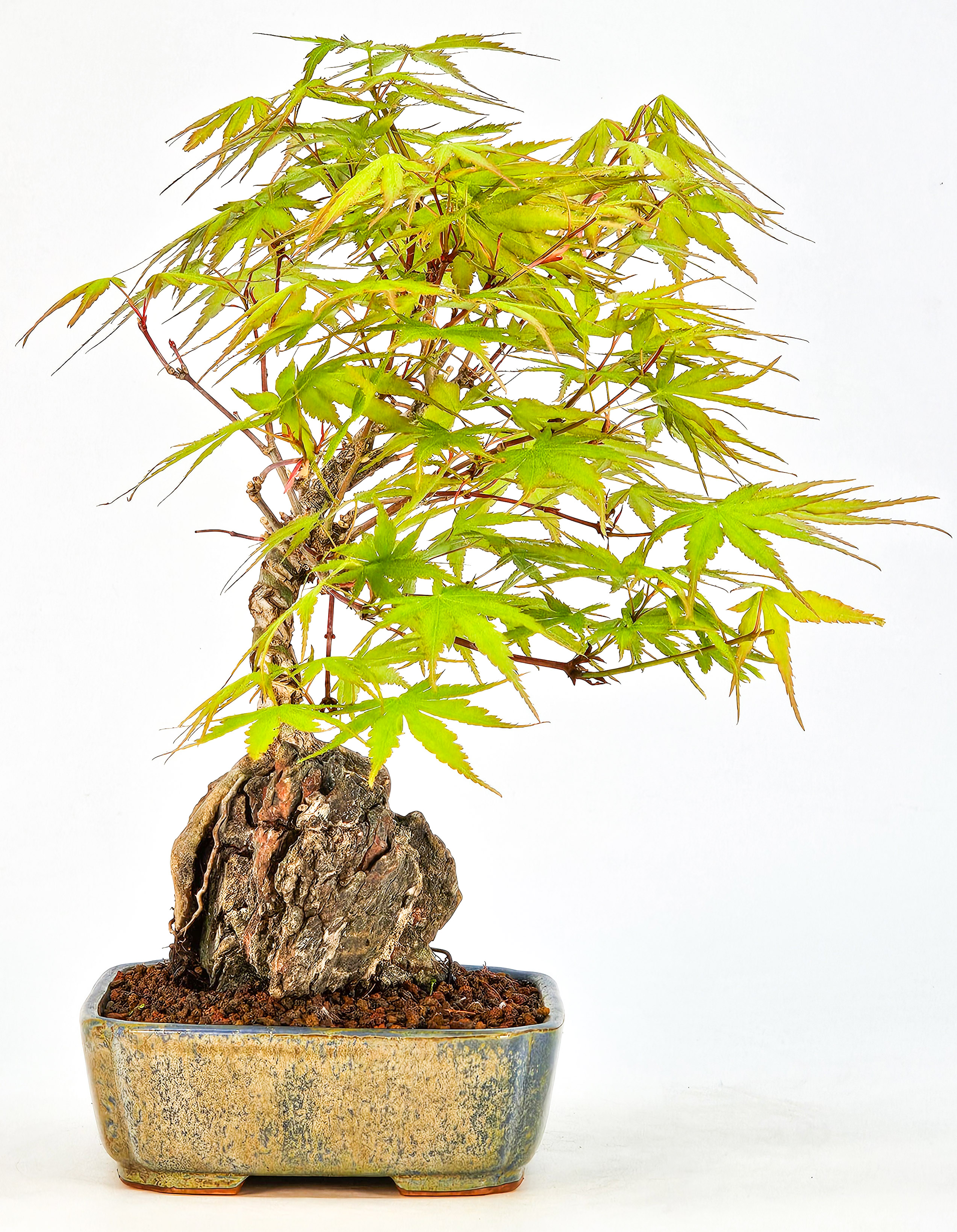 Bonsai Fächerahorn - Acer palmatum Arakawa 23cm  