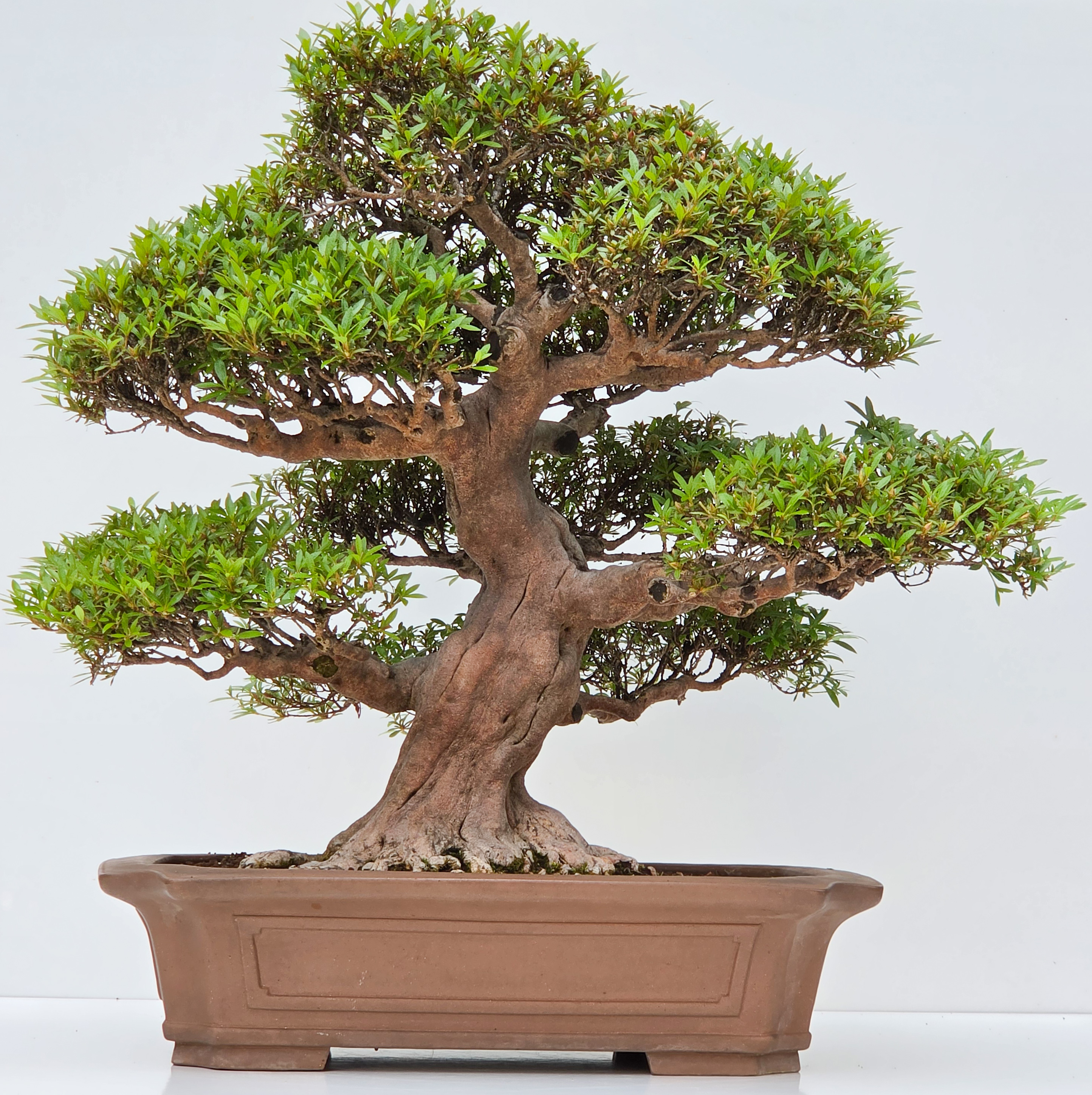 Bonsai Premium Azalee -  Rhododendron indicum kinsai 63cm Video!!
