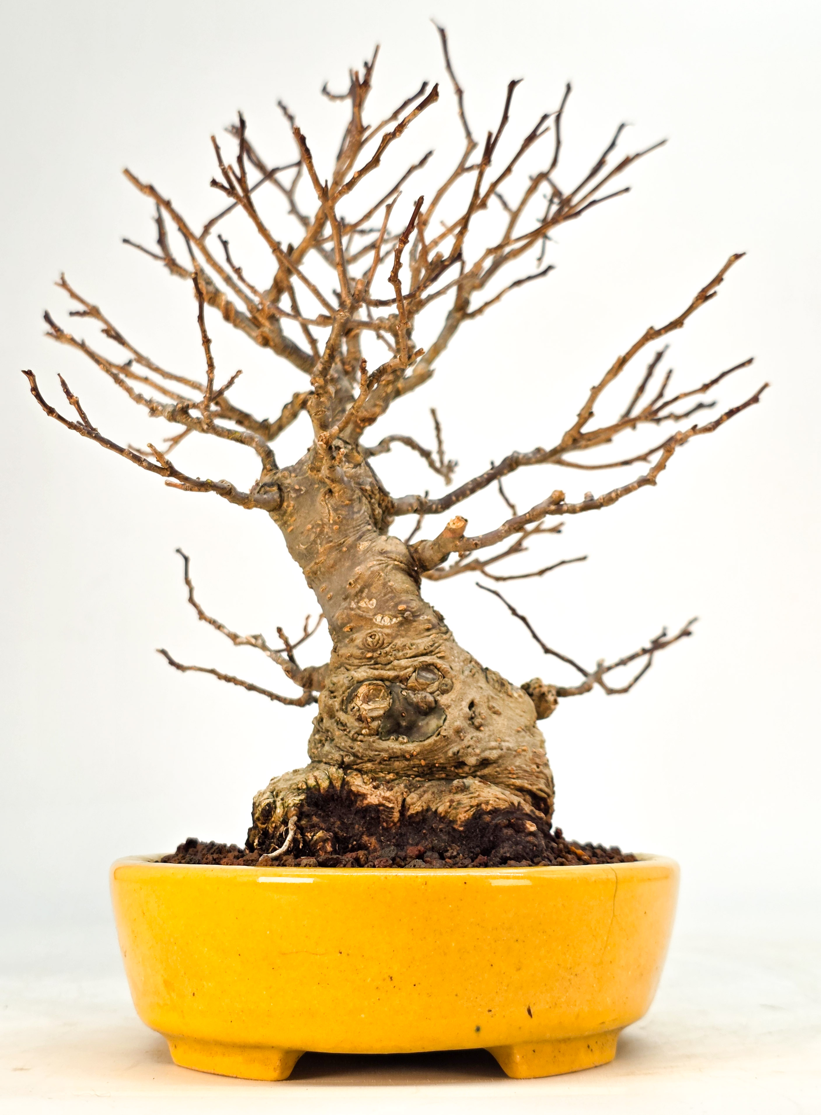Bonsai Jap. Winterbeere - Ilex serrata Shohin 21cm
