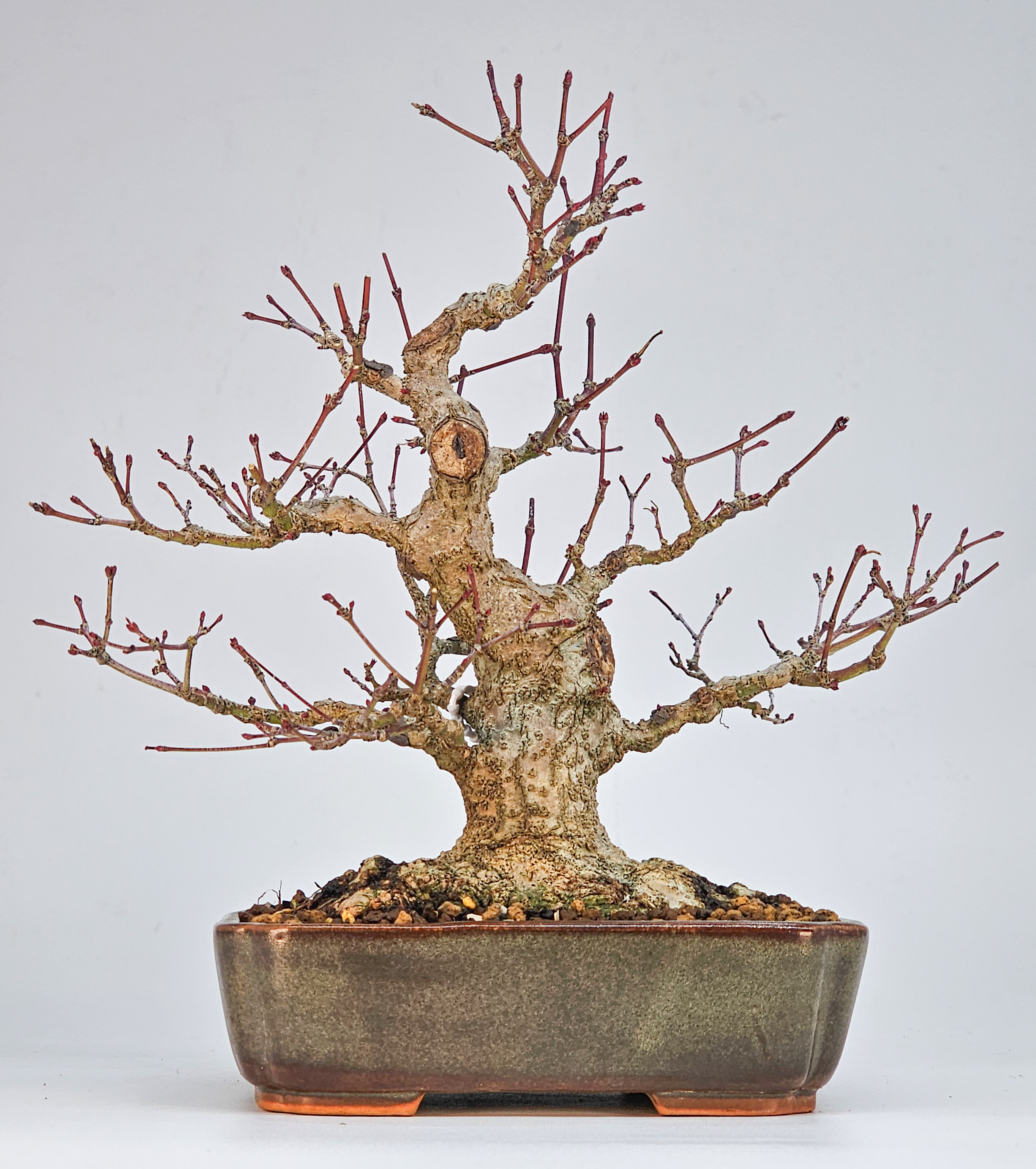 Bonsai Fächerahorn - Acer palmatum Shohin 21cm
