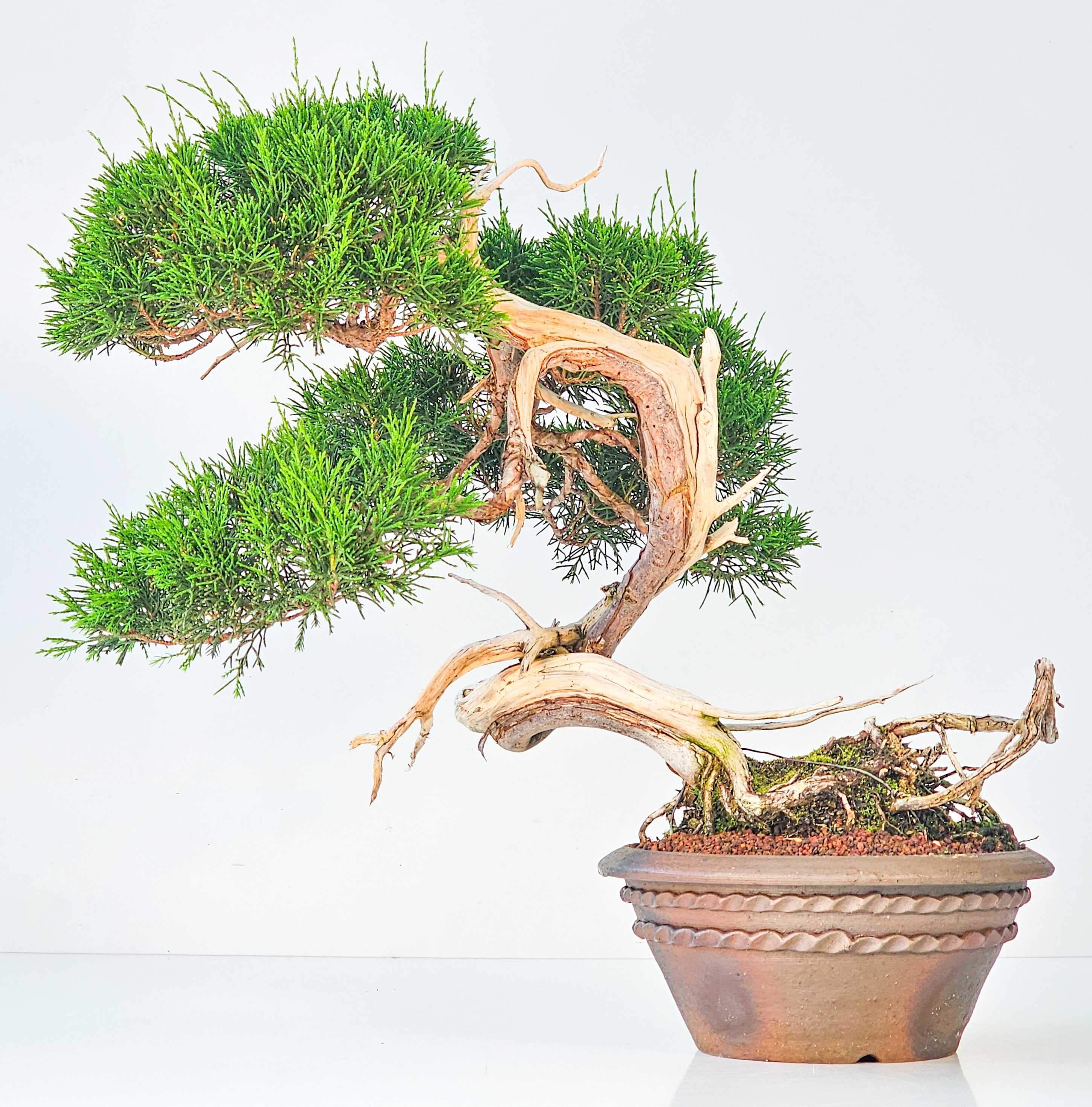 Bonsai Wacholder Juniperus chinensis shimpaku 36,5 cm