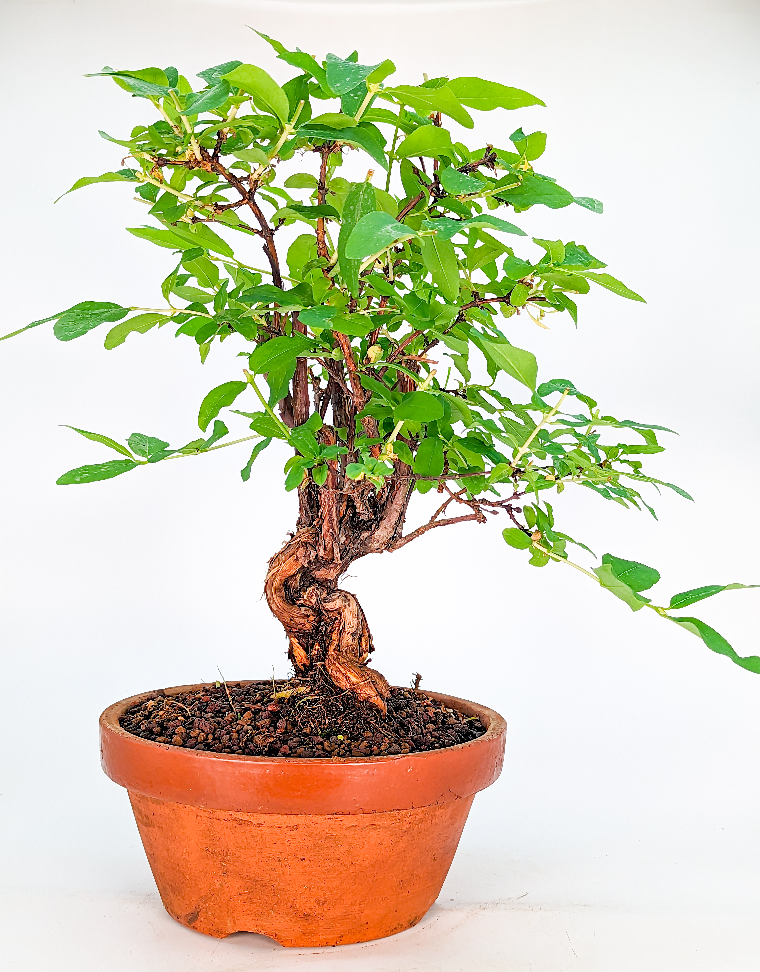 Bonsai Blaue Heckenkirsche - Lonicera caerulea 30cm