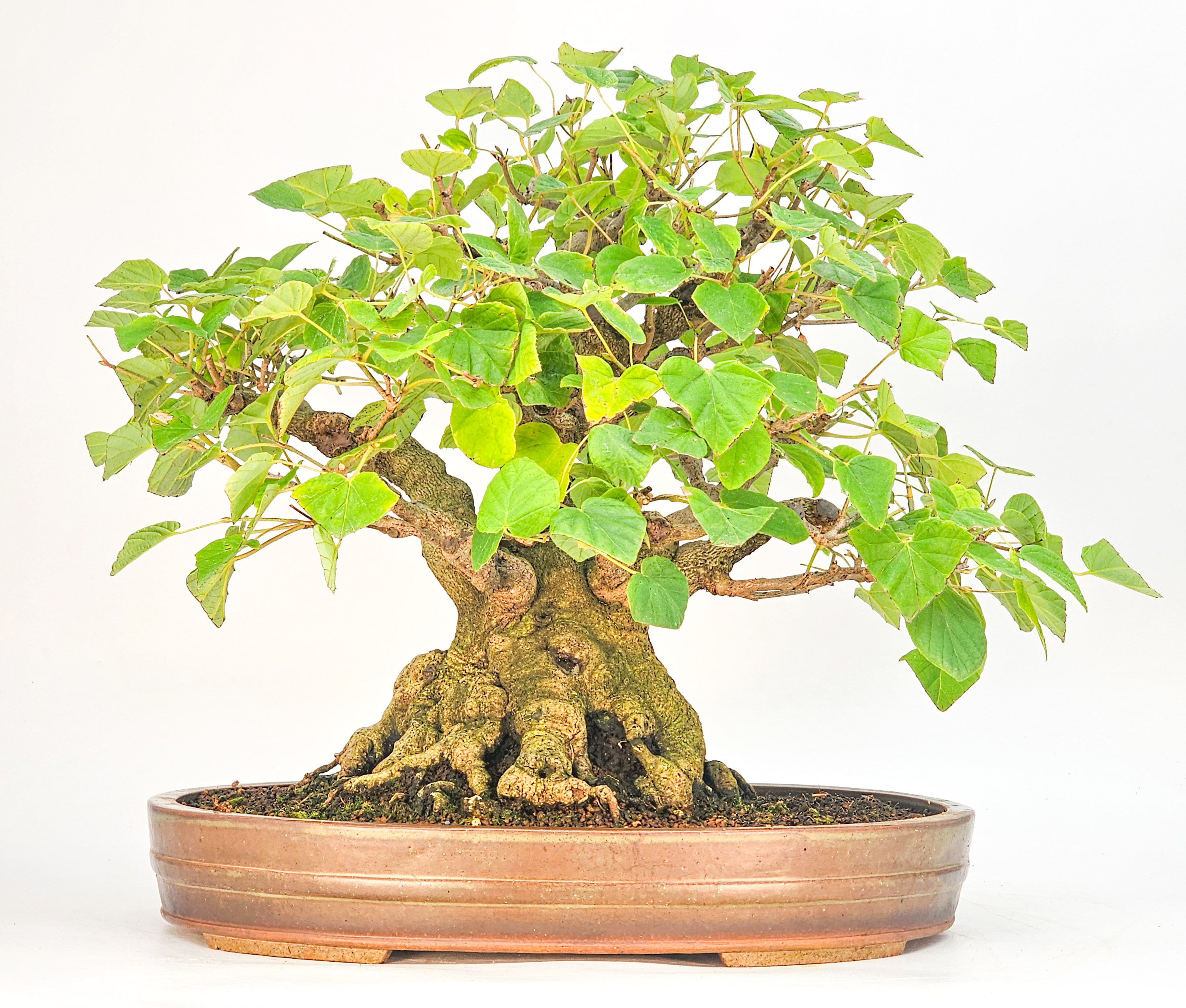 Bonsai Premium Scheinhasel - Corylopsis spicata 31cm
