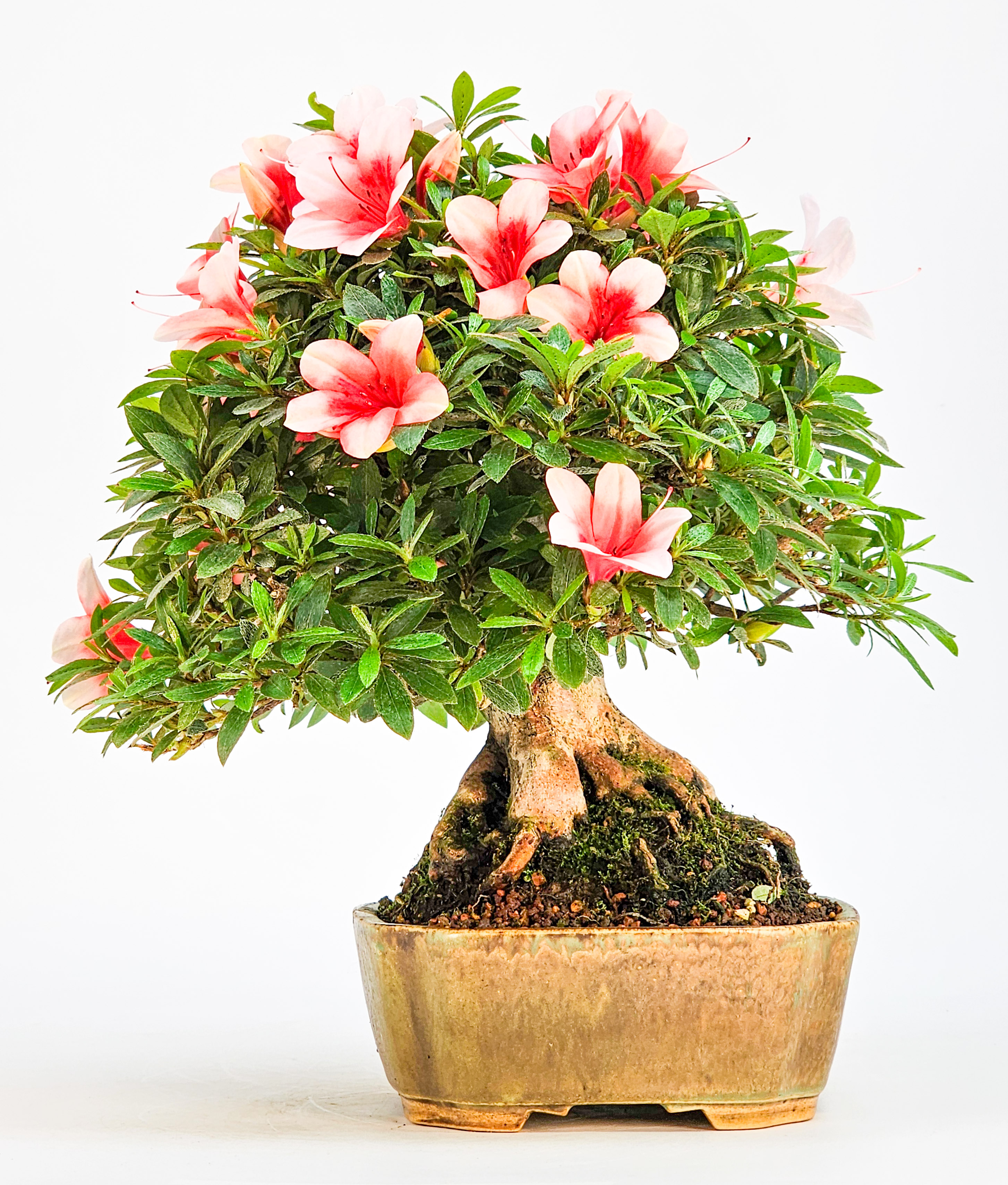 Bonsai Azalee Rhododendron indicum - Hi-no-maru - Shohin 21cm Bonsai Azalee Rhododendron indicum - Hi-no-maru - Shohin 21cm
