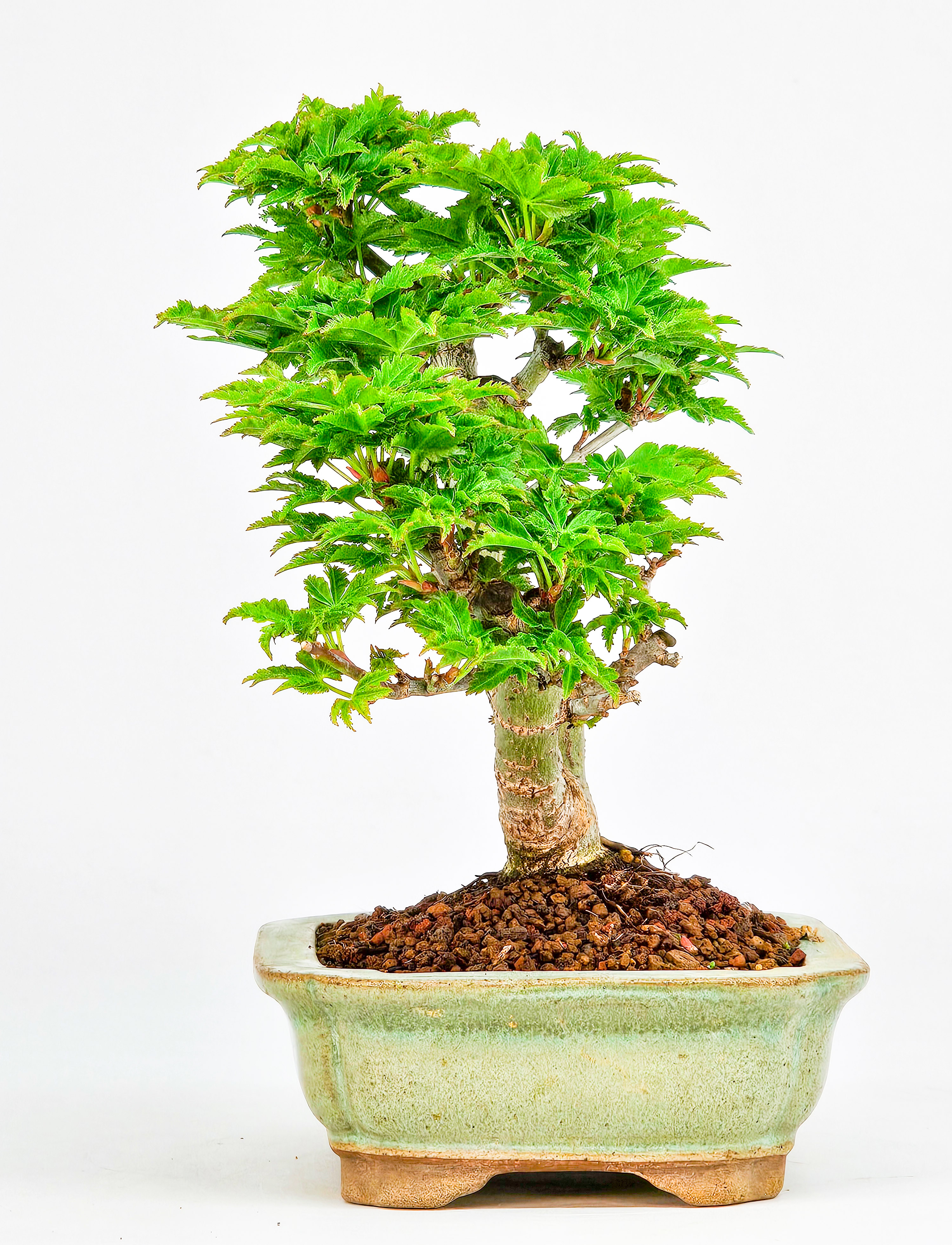 Bonsai Löwenkopfahorn- Acer palmatum Shishigashira Shohin 15cm 