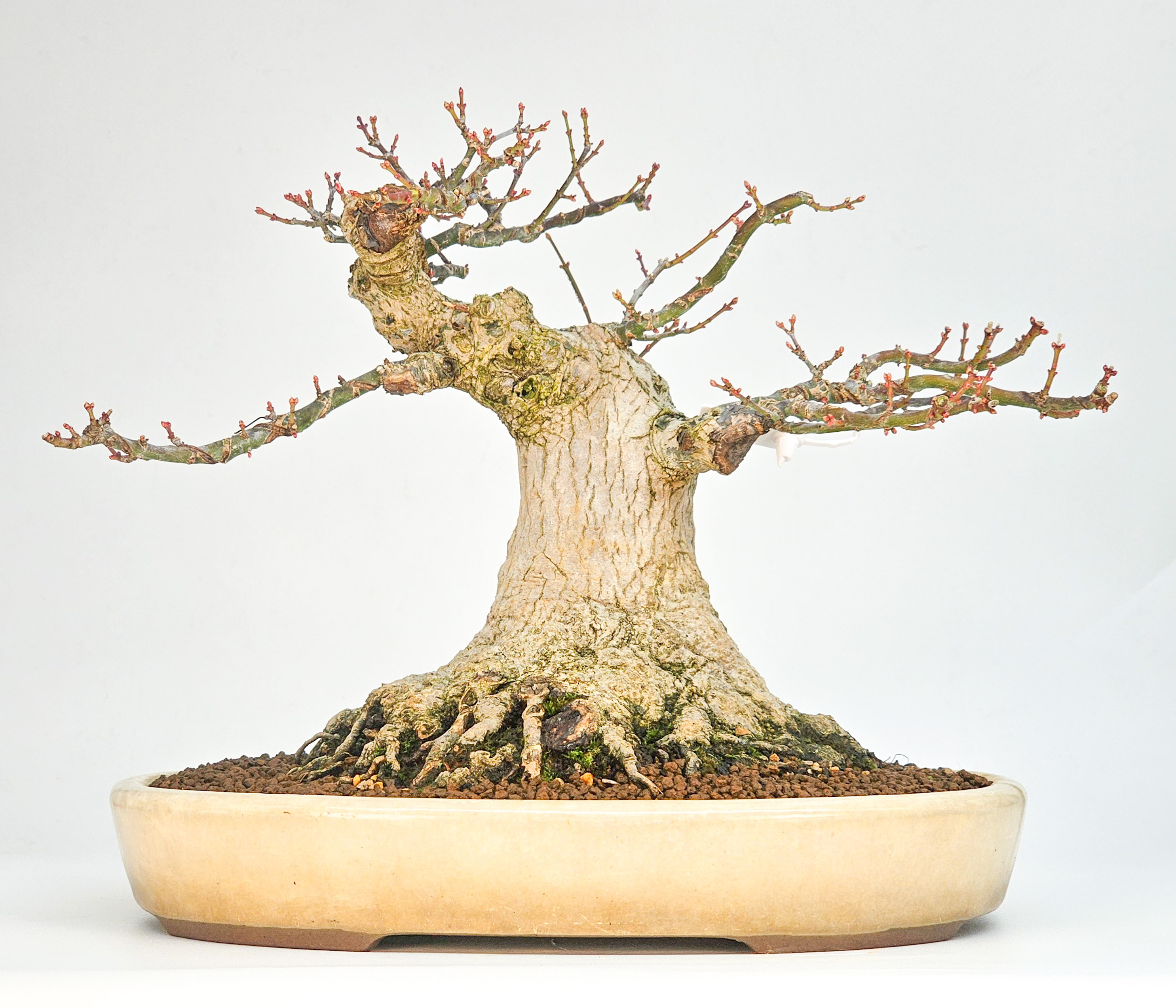 Bonsai Premium Löwenkopfahorn- Acer palmatum Shishigashira 25cm