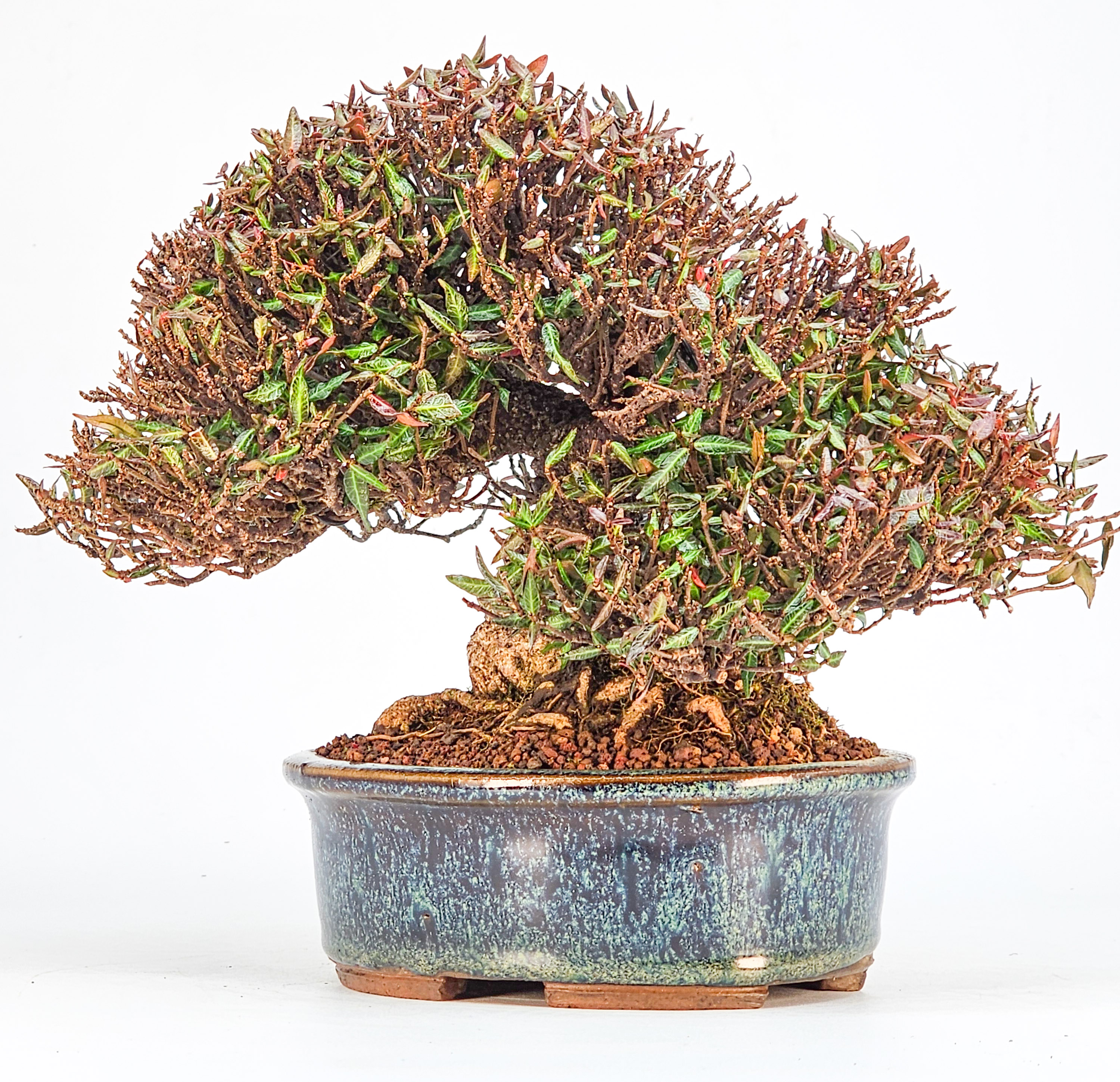 Bonsai Sternjasmin - Trachelospermum asiaticum Shohin 16cm 