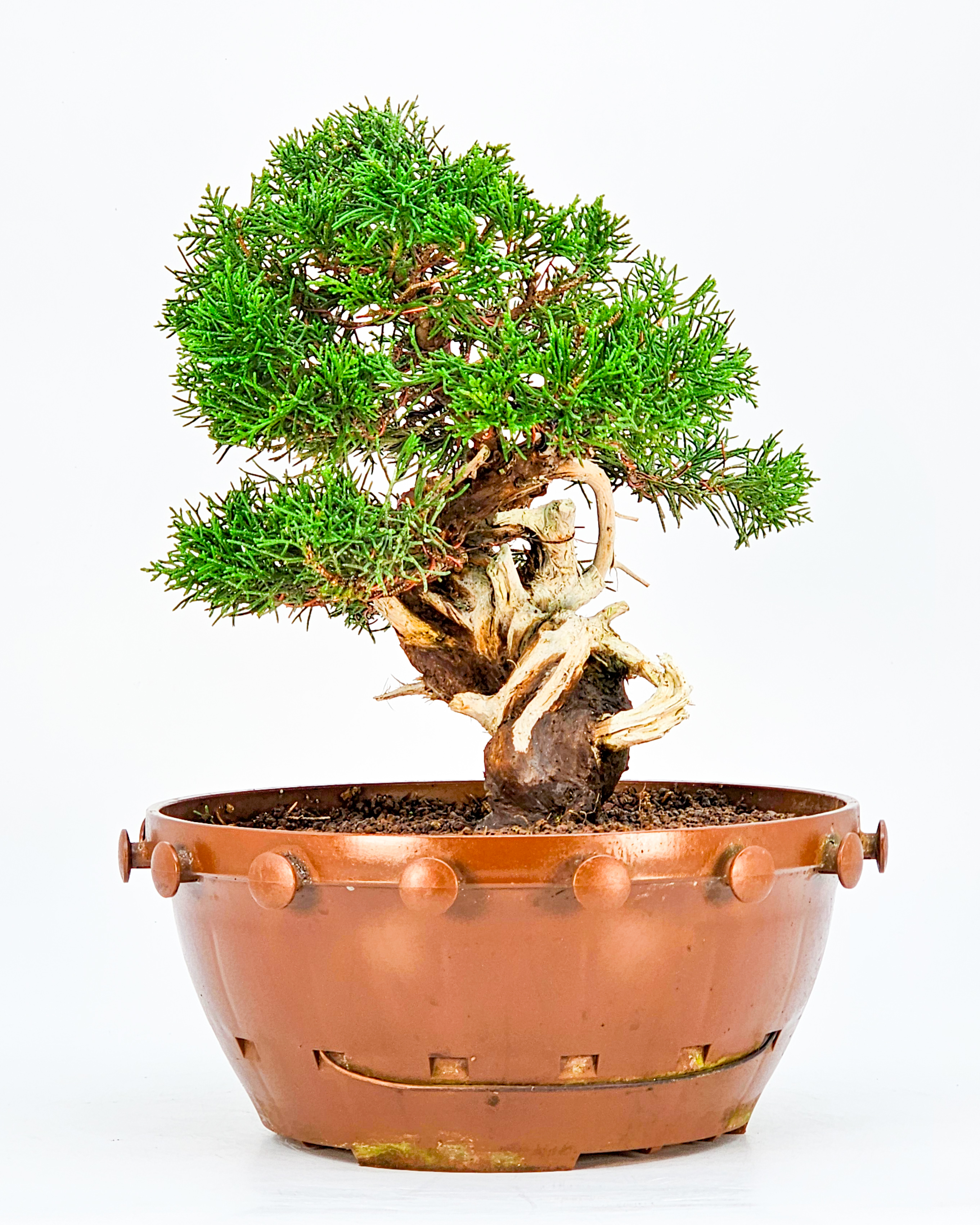 Bonsai Wacholder - Juniperus chinensis 22cm