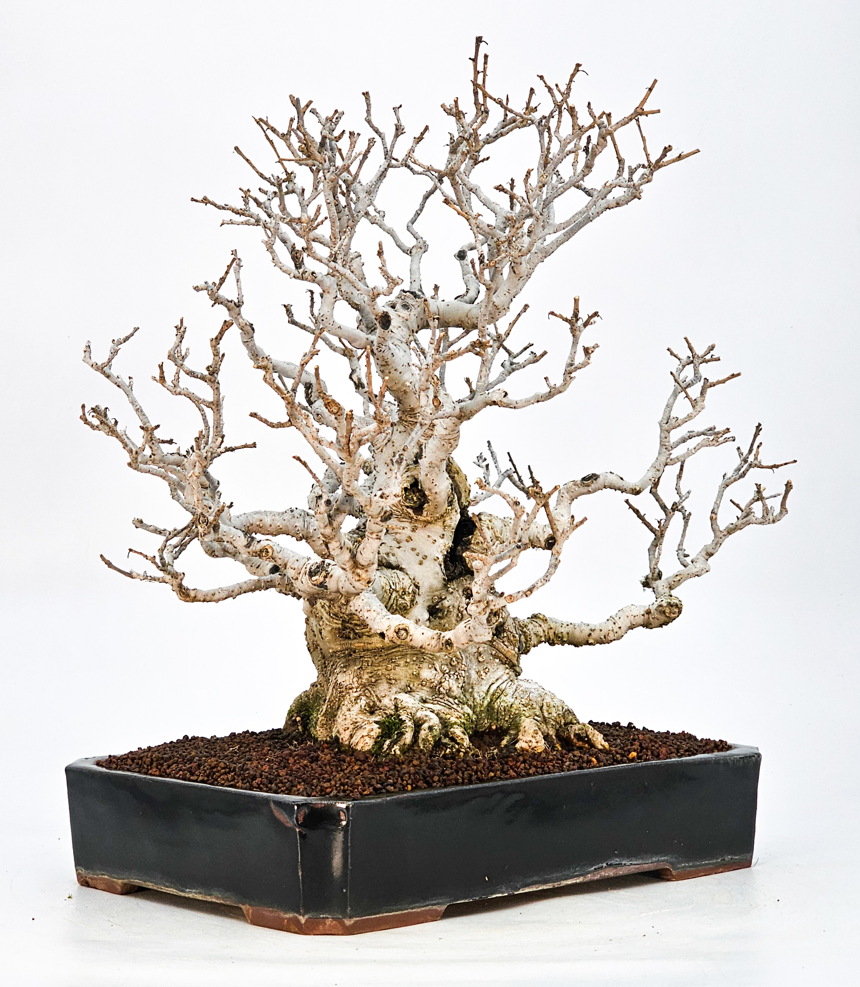 Bonsai Jap. Winterbeere - Ilex serrata 36cm Bonsai Jap. Winterbeere - Ilex serrata 36cm