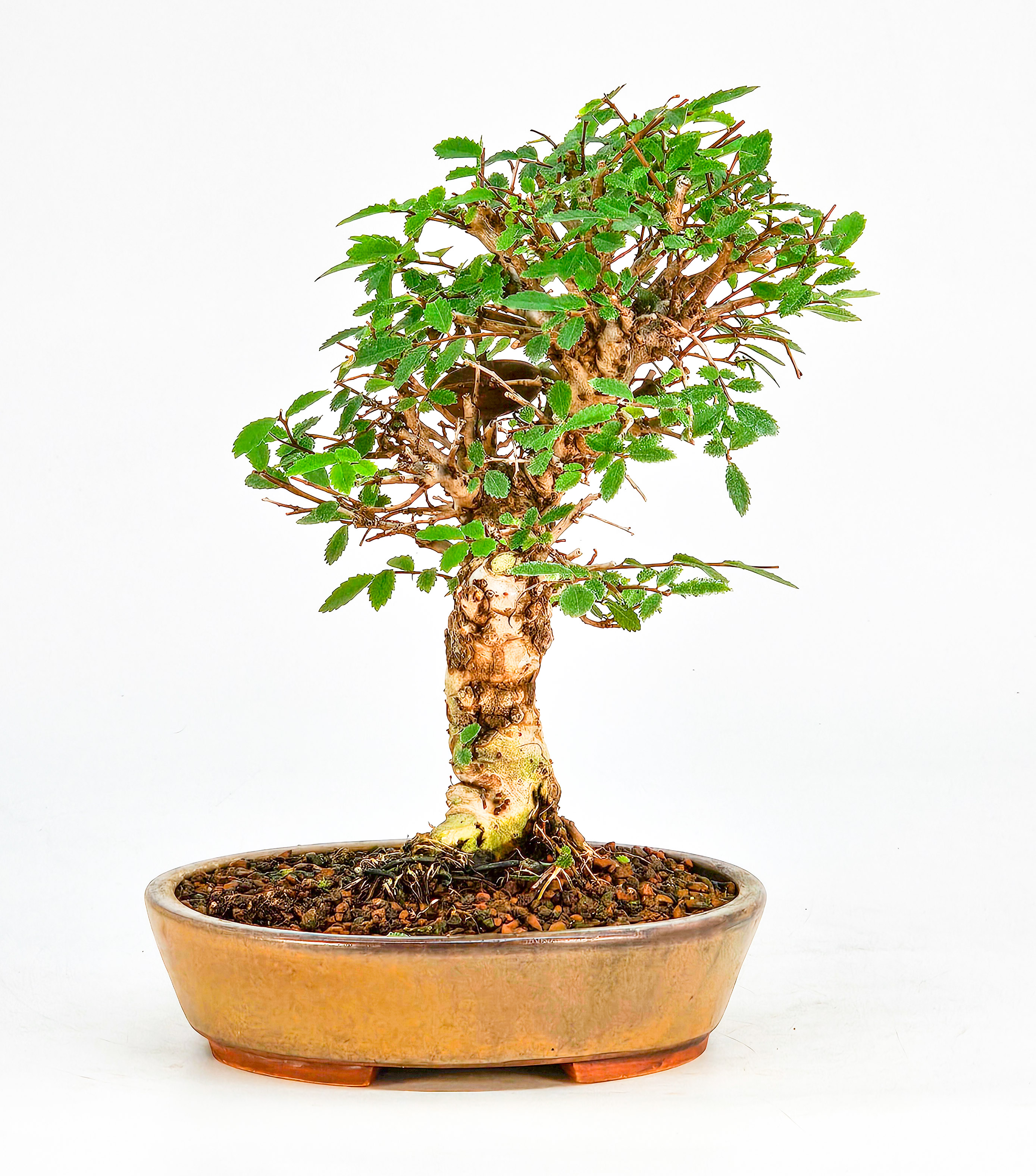 Bonsai Japanische Ulme - Ulmus parvifolia Shohin 18cm 