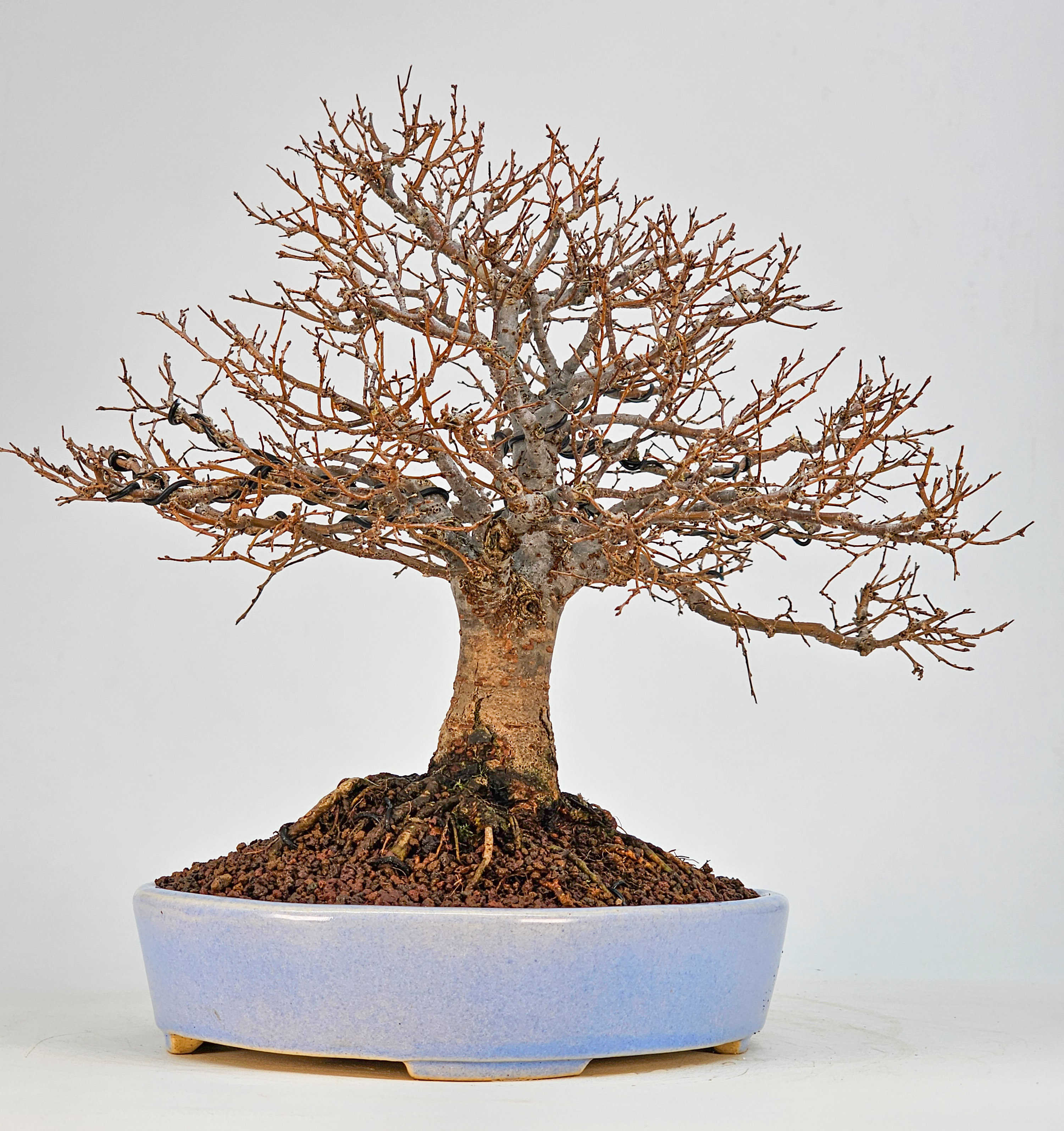 Bonsai Premium Zelkova serrata Shohin 21cm