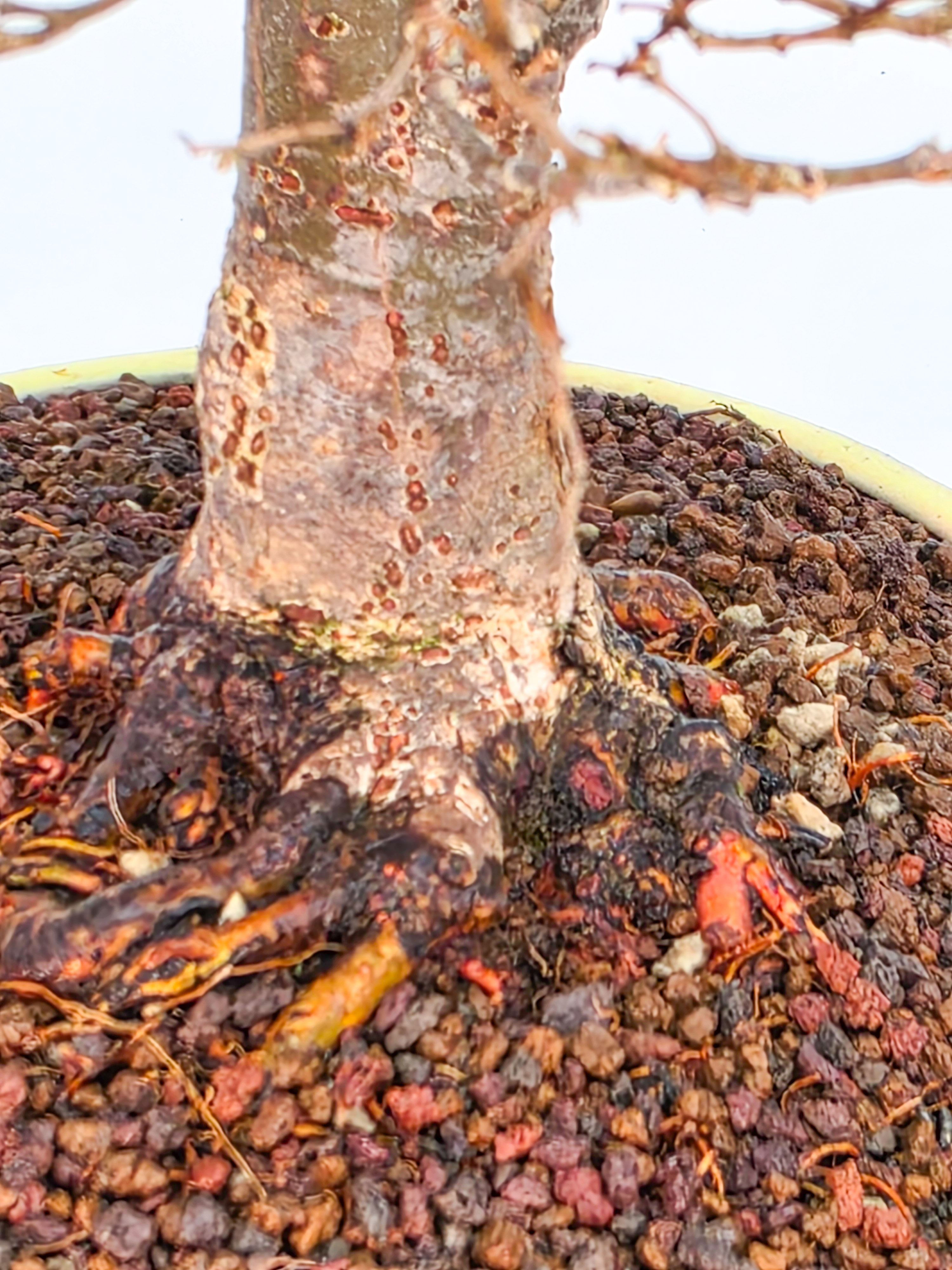 Bonsai Premium Zelkova serrata Shohin 25cm Video!!