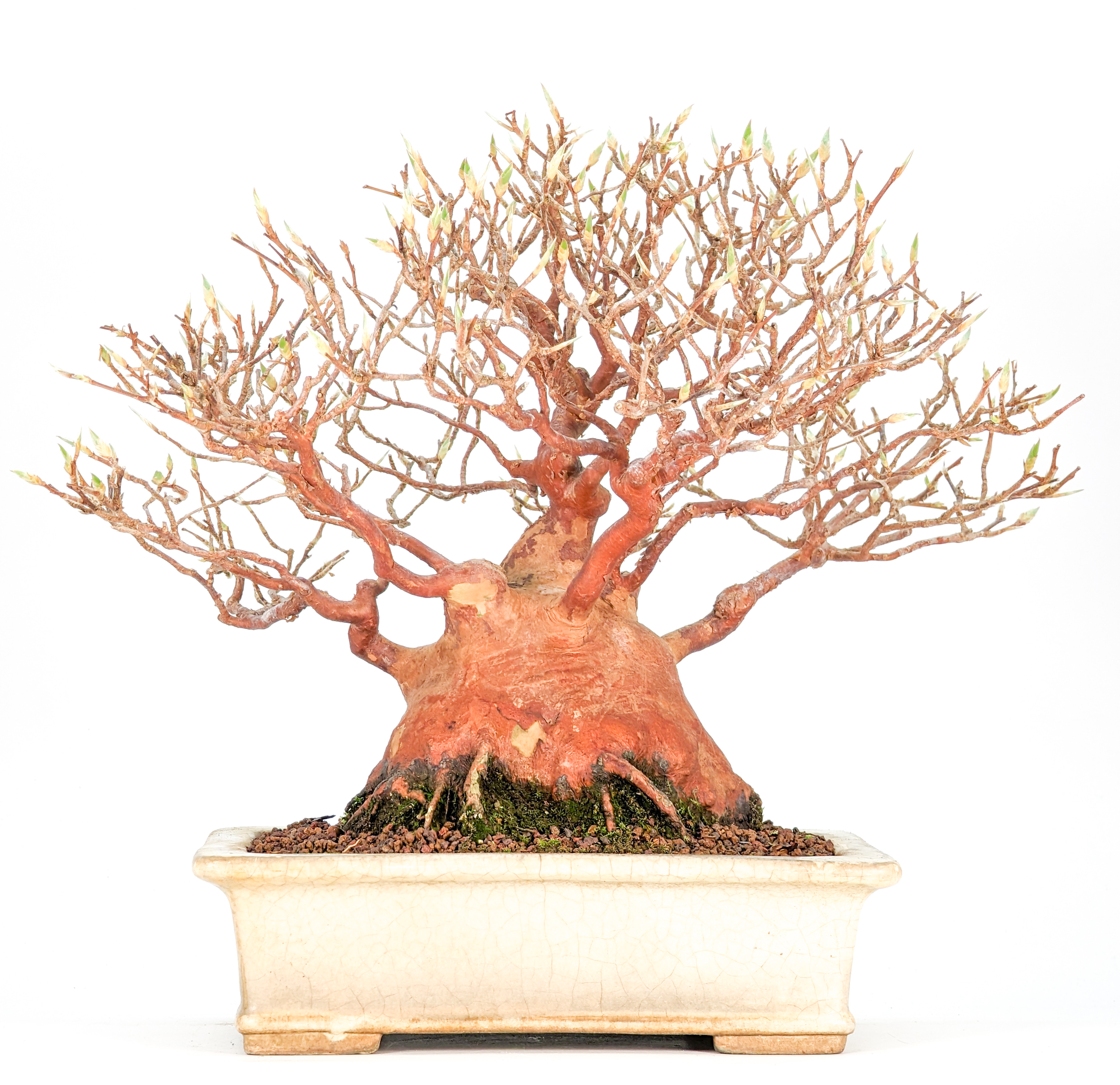 Bonsai Scheinkamelie - Stewartie 24cm Bonsai Scheinkamelie - Stewartie 24cm