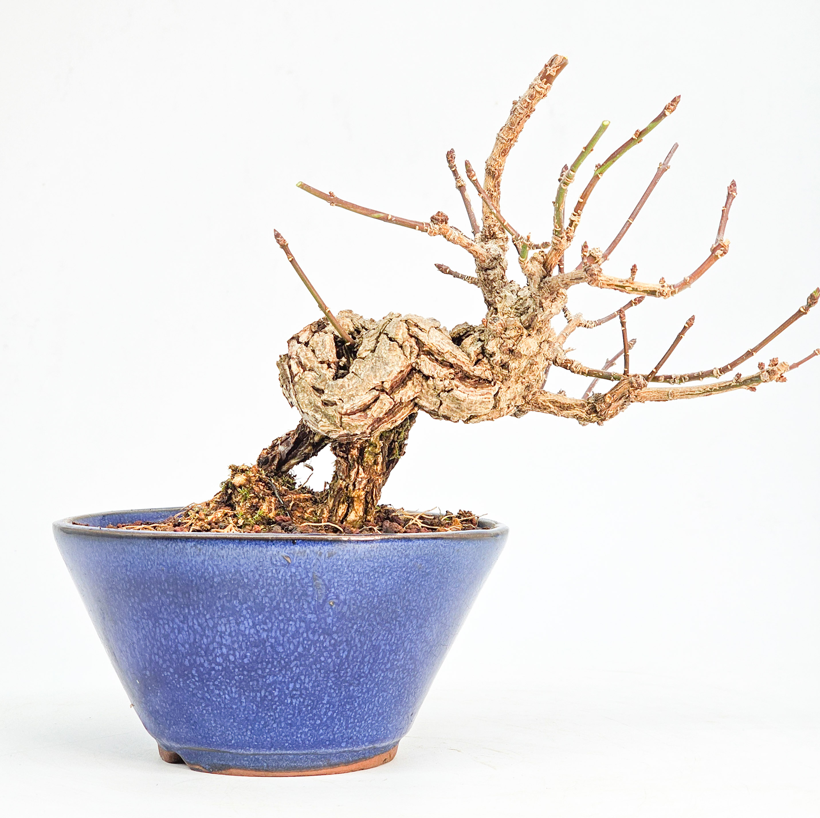  Bonsai Pfaffenhütchen - Euonymus Shohin 17cm