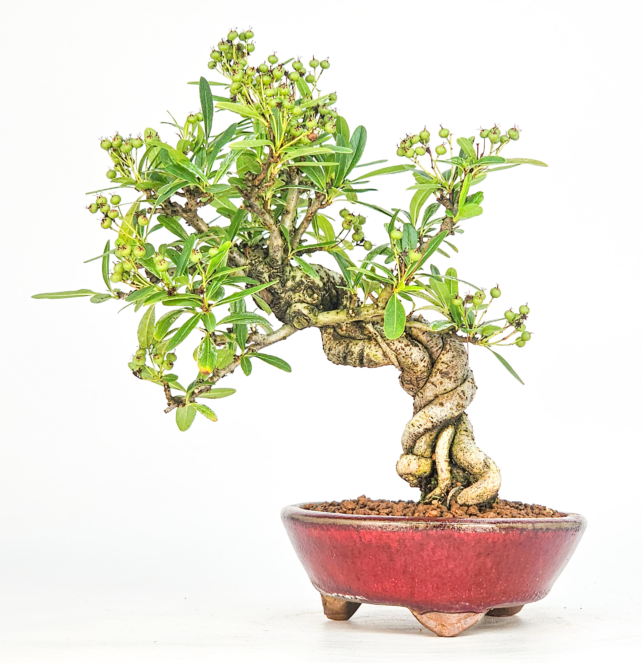 Bonsai Pyracantha - Feuerdorn Shohin 17cm