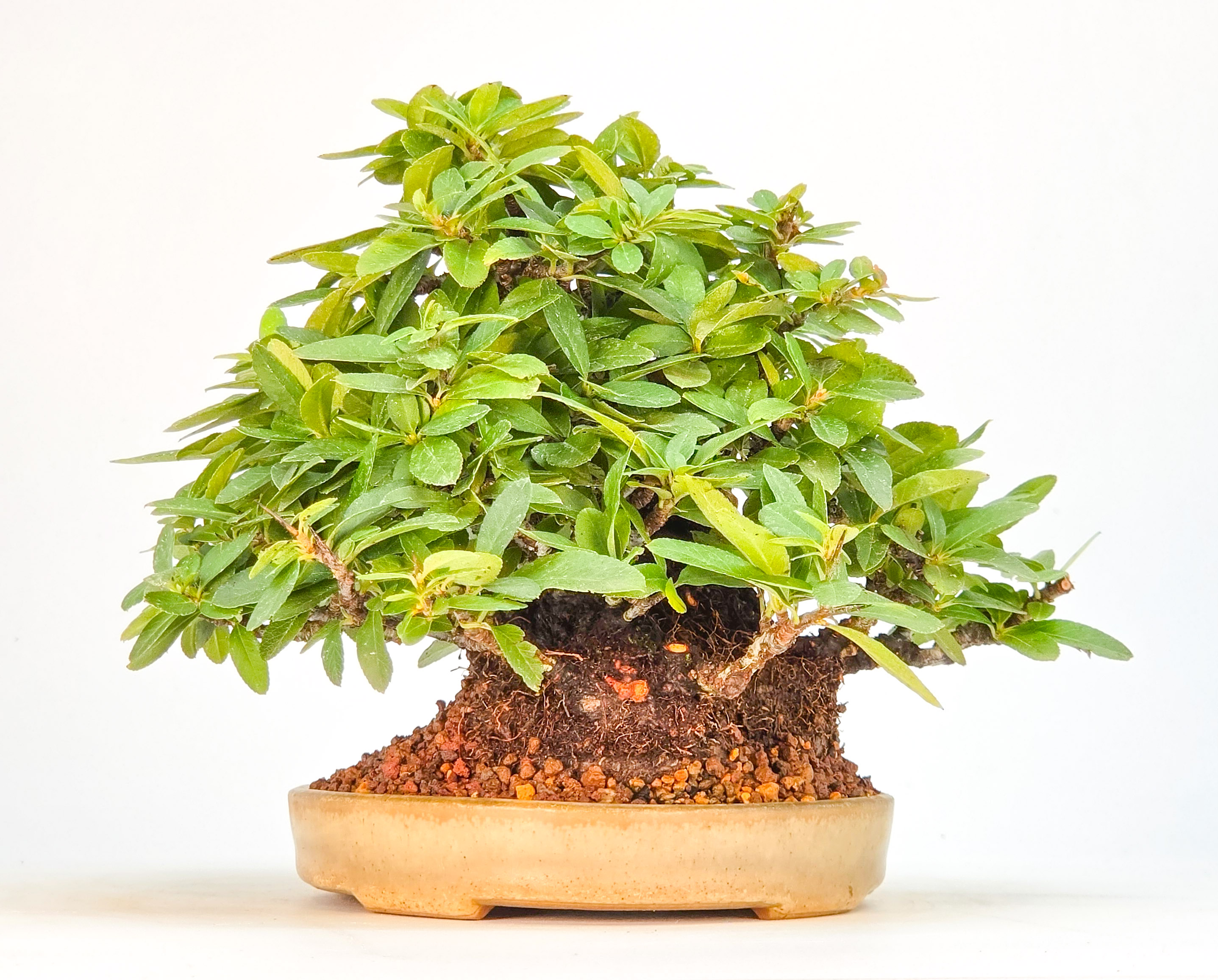 Bonsai Feuerdorn - Pyracantha Shohin 15cm Video!!