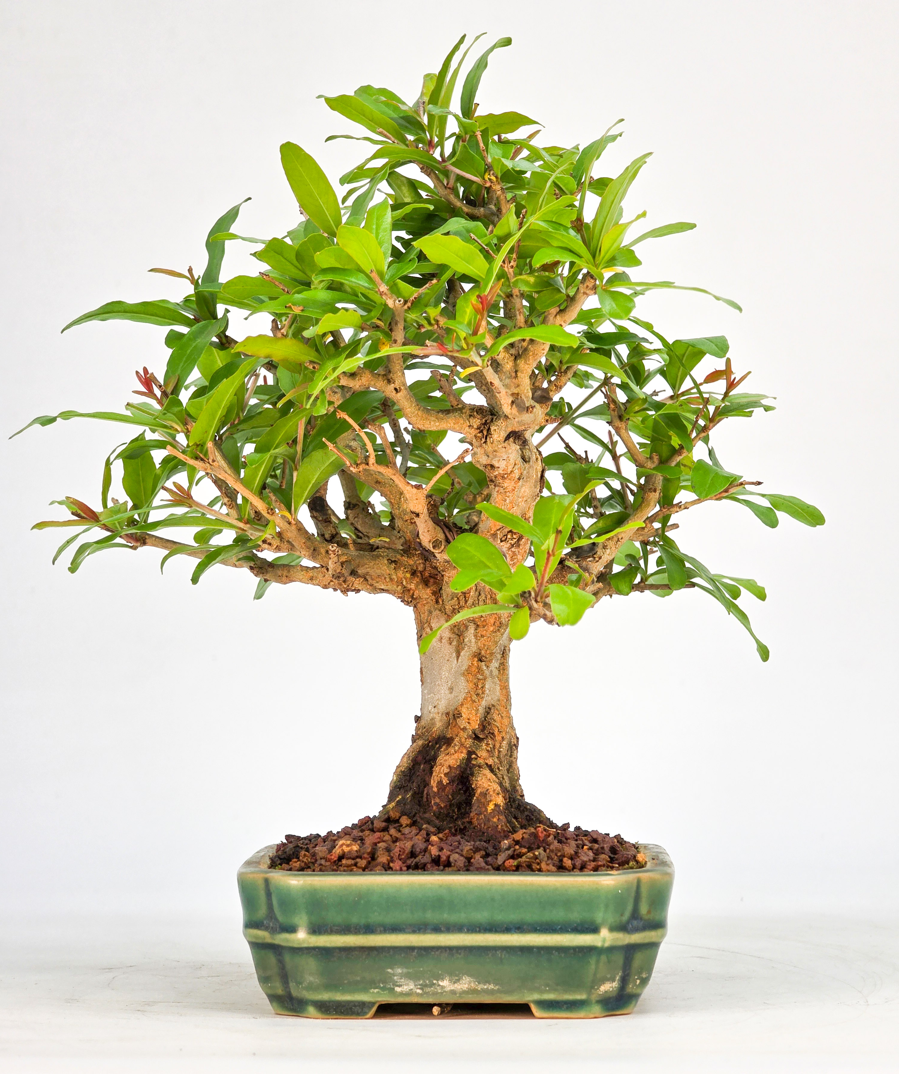Bonsai Granatapfel - Punica granatum Shohin 15cm 