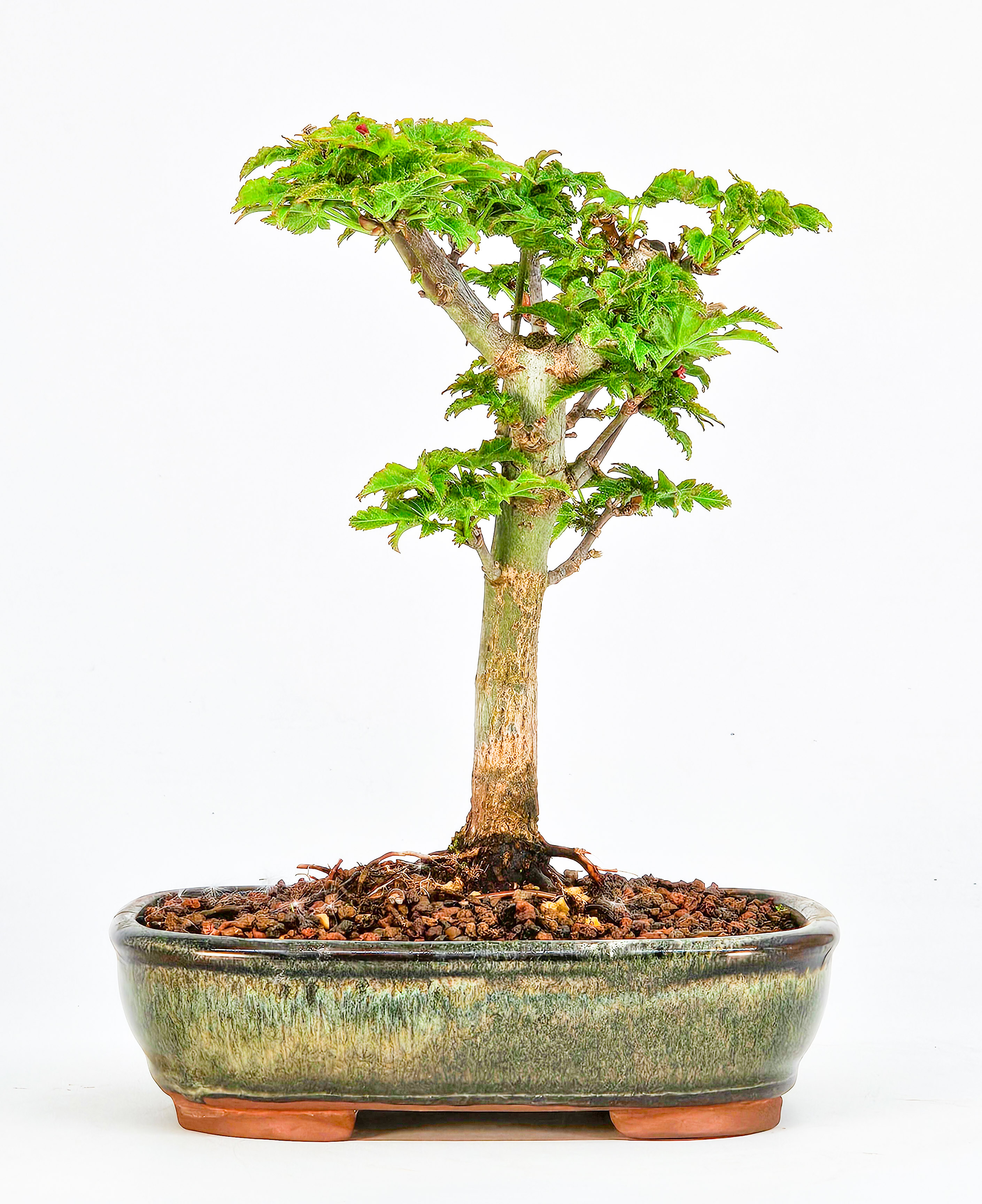 Bonsai Löwenkopfahorn- Acer palmatum Shishigashira Shohin 14cm 