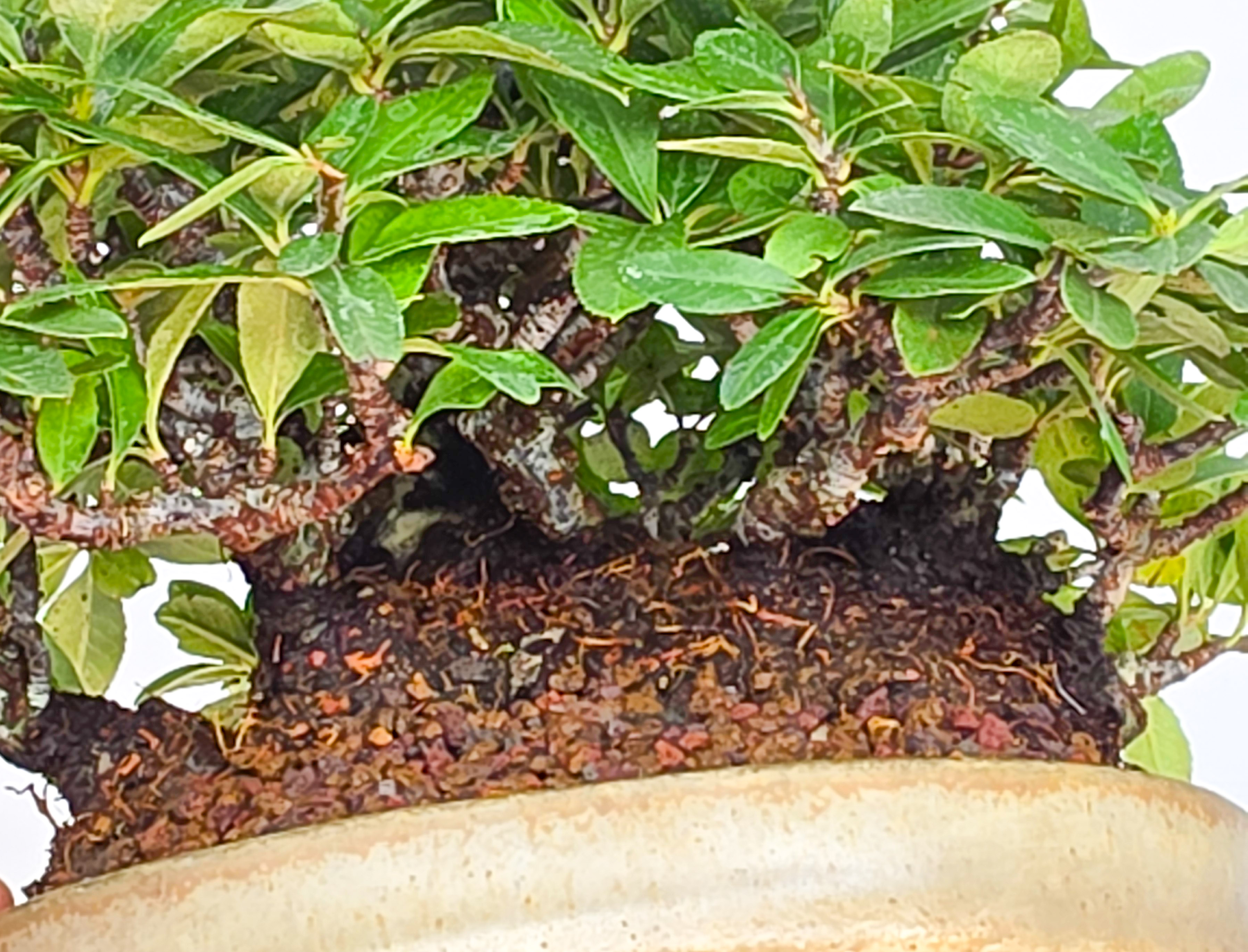 Bonsai Feuerdorn - Pyracantha Shohin 15cm Video!!