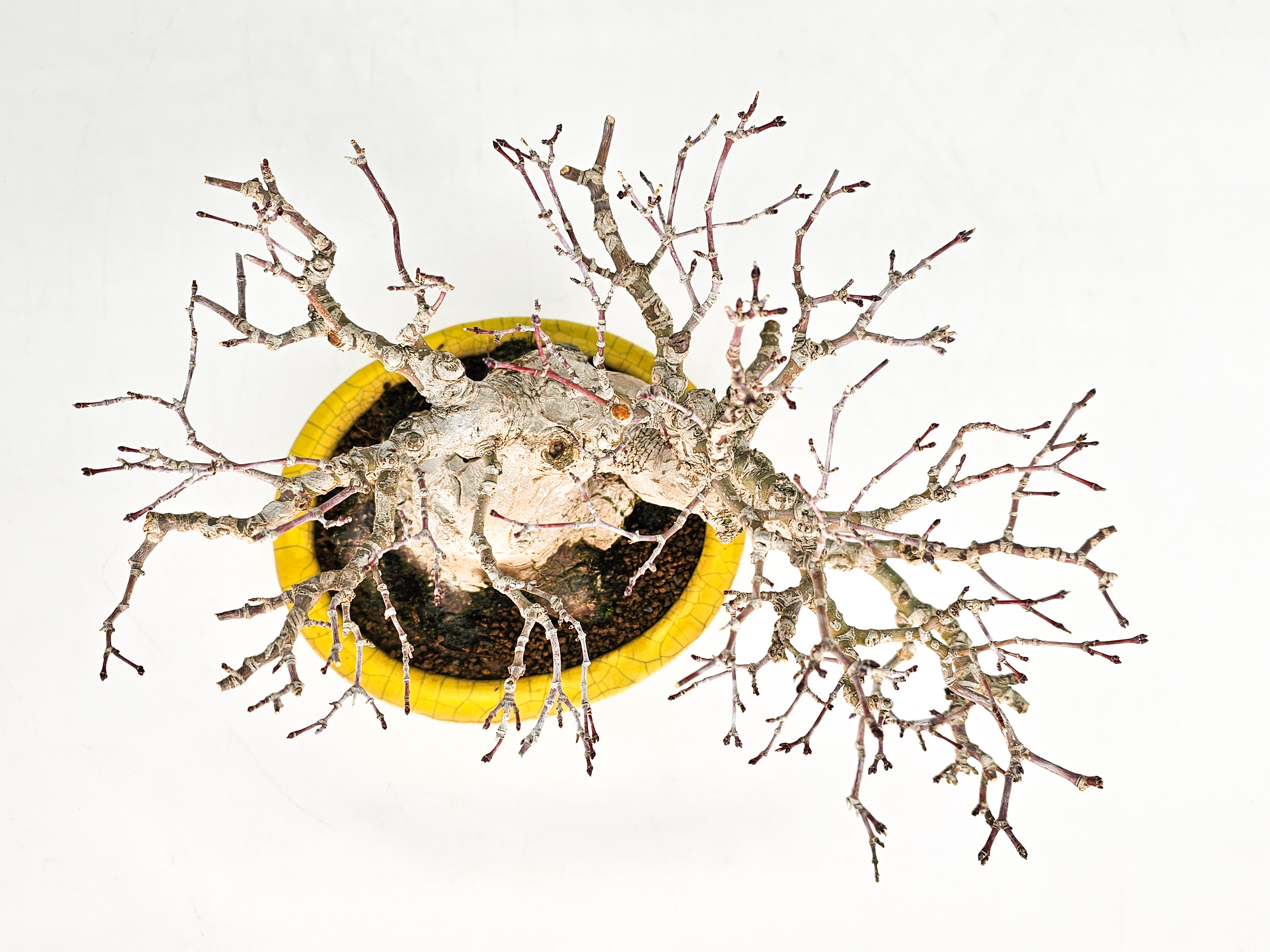 Bonsai Fächerahorn - Acer palmatum Shohin 16cm Video!!! Bonsai Fächerahorn - Acer palmatum Shohin 16cm Video!!!