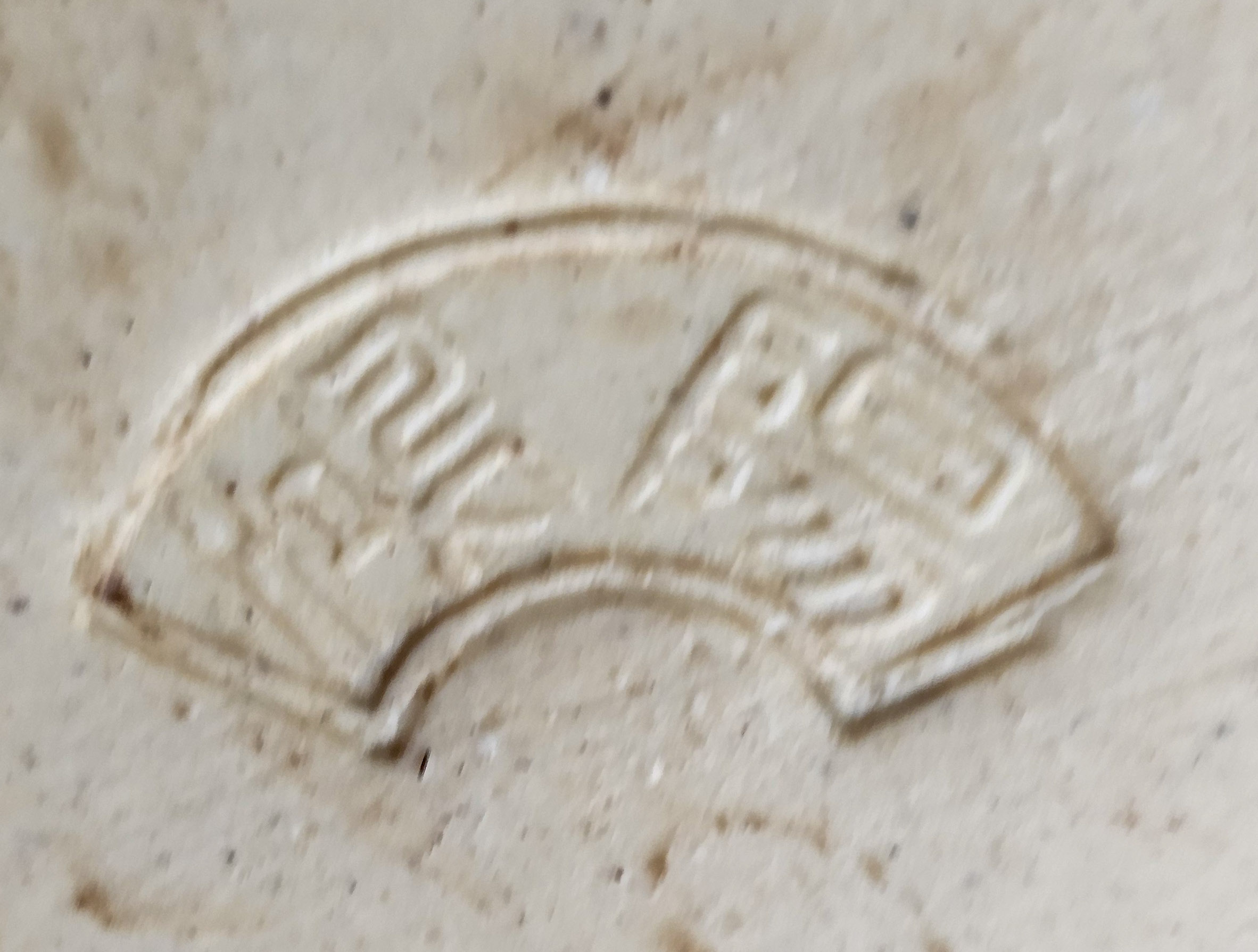 Bonsai Premium Zelkova serrata Shohin 21cm