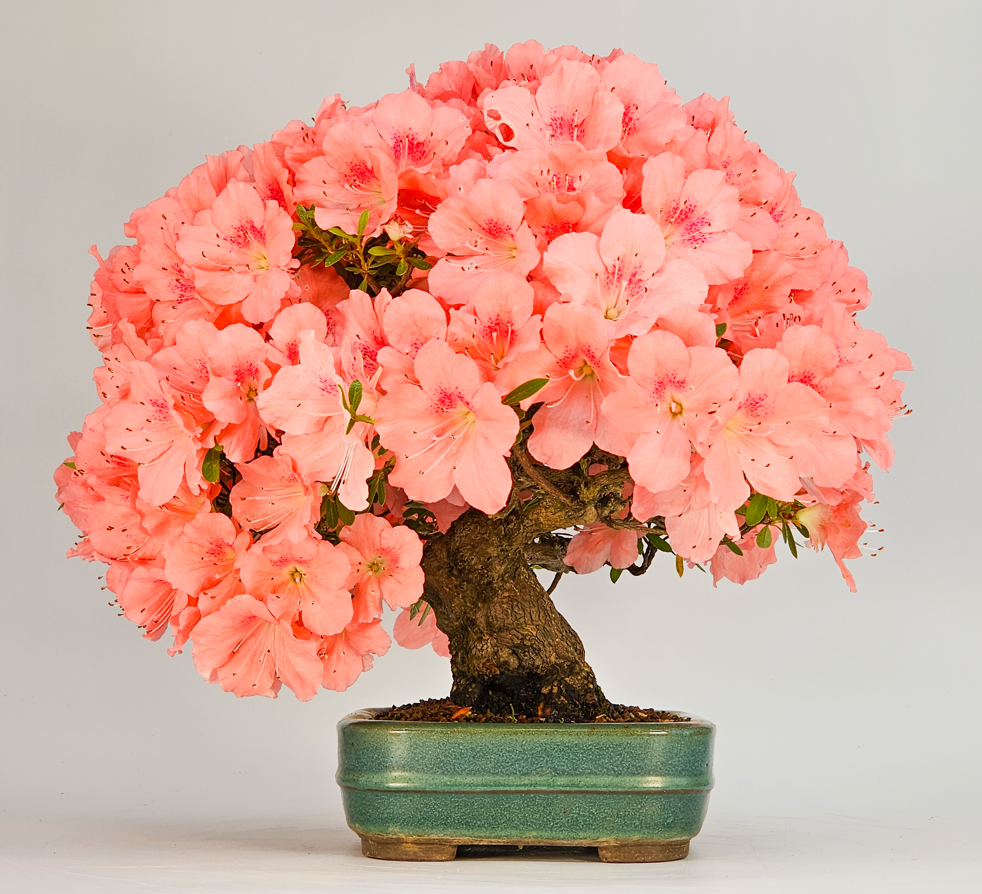 Bonsai Azalee - Rhododendron indicum - Wakaebisu 27cm Video!!