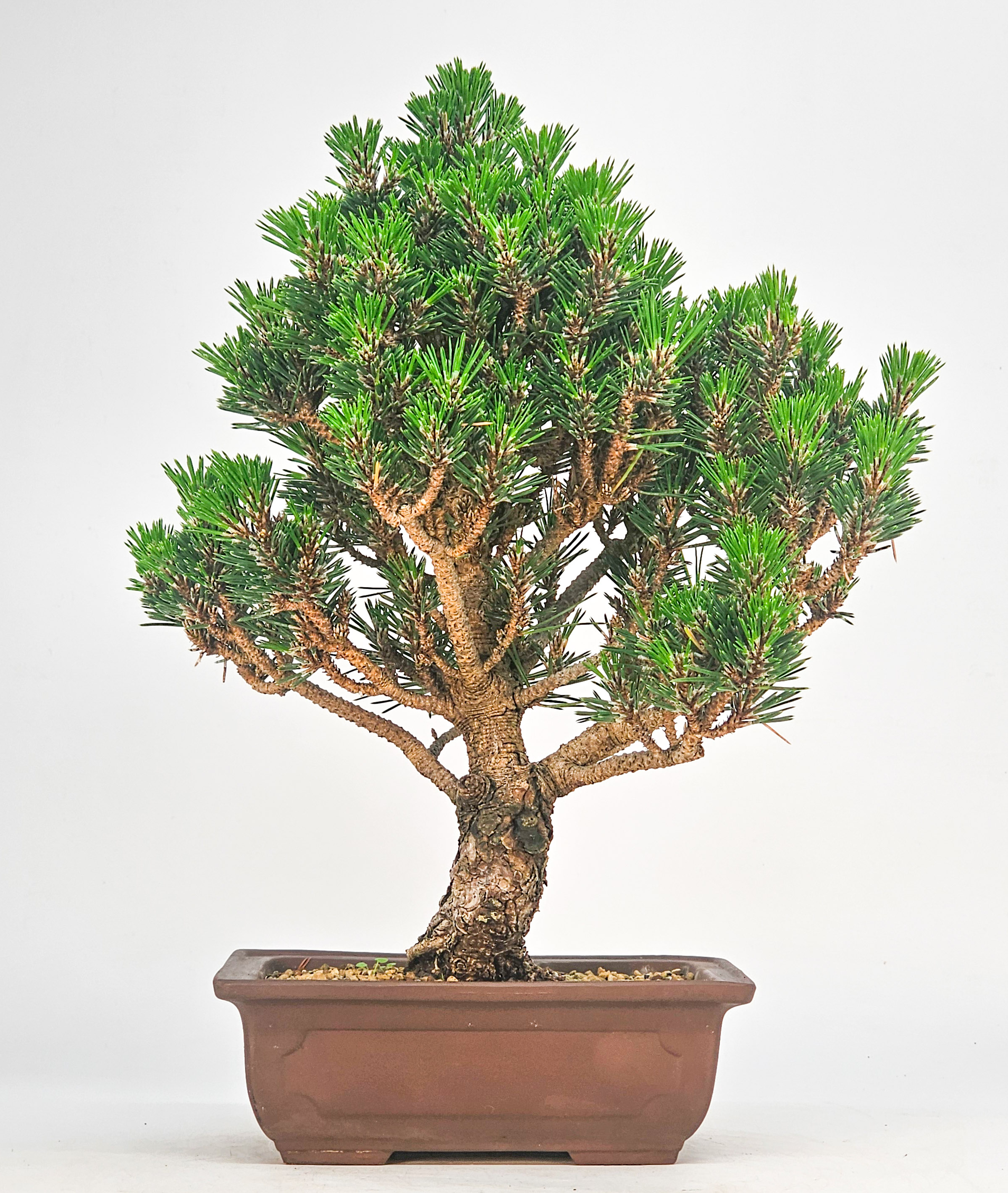 Bonsai Schwarzkiefer - Pinus thunbergii 28cm
