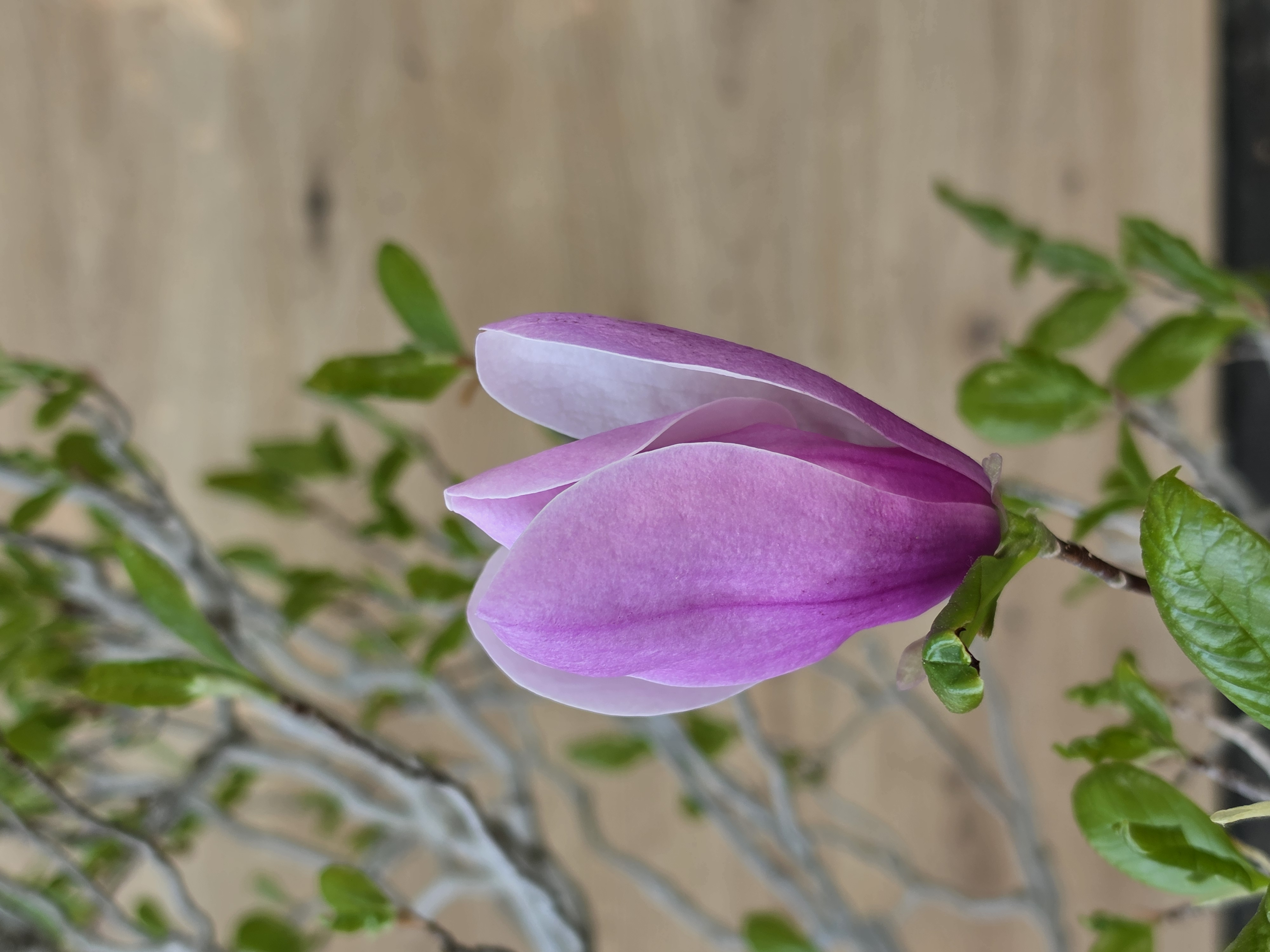 Bonsai Premium Magnolia kobus saucer - Magnolie 55cm