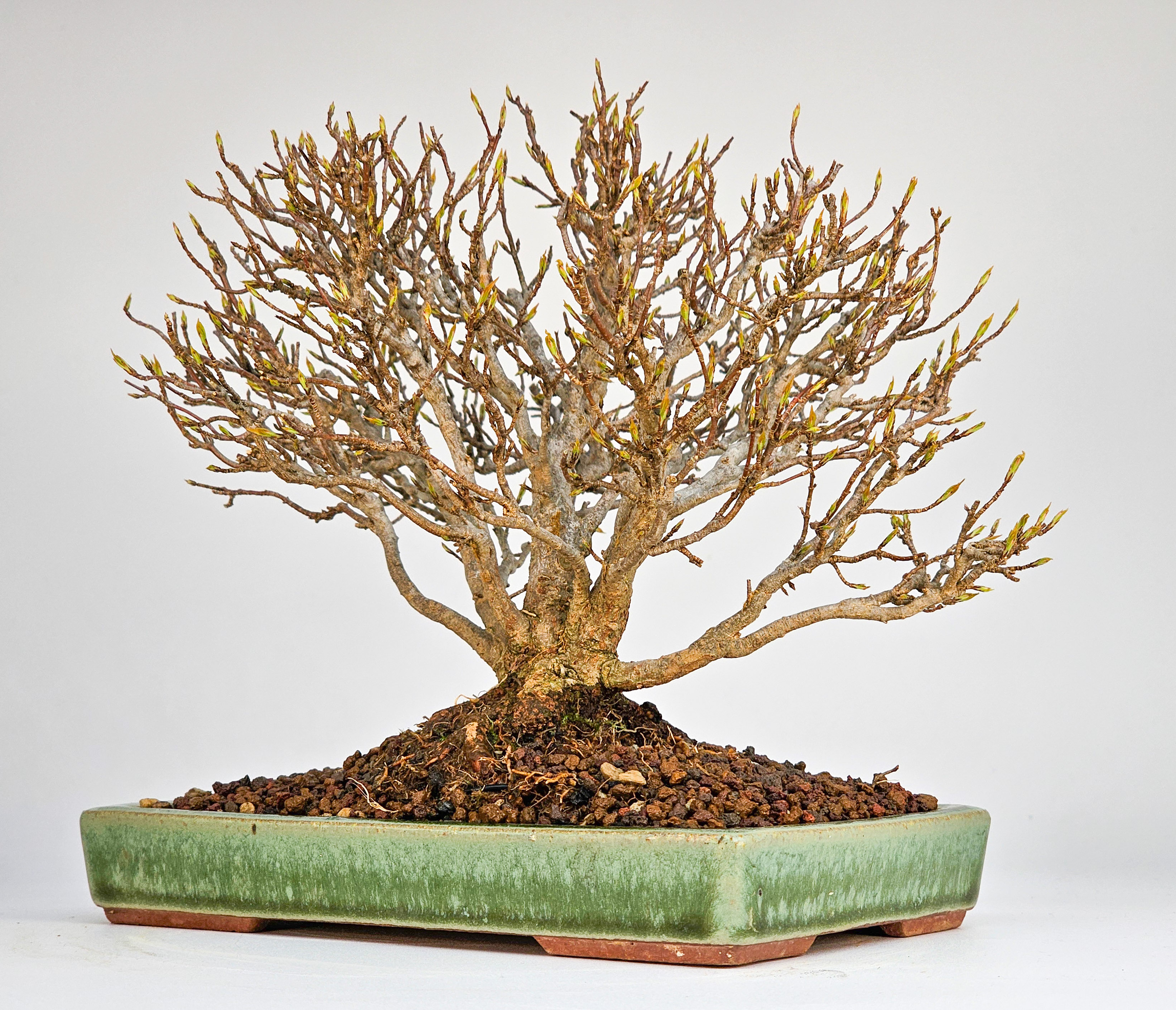 Bonsai Premium Dreispitzahorn - Acer buergerianum Shohin 15cm Video!!