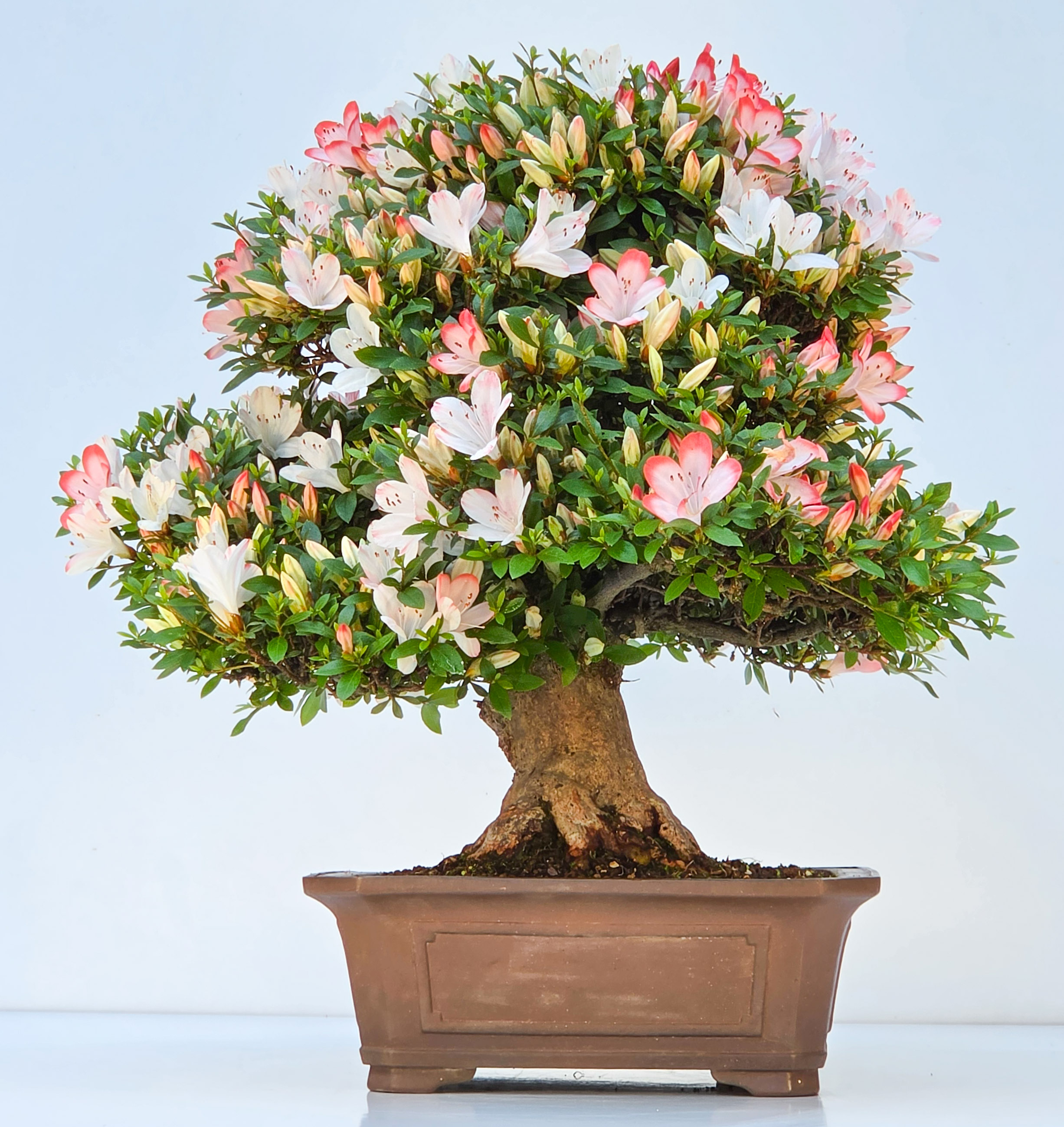 Bonsai Azalee Rhododendron indicum - Irodori 40cm