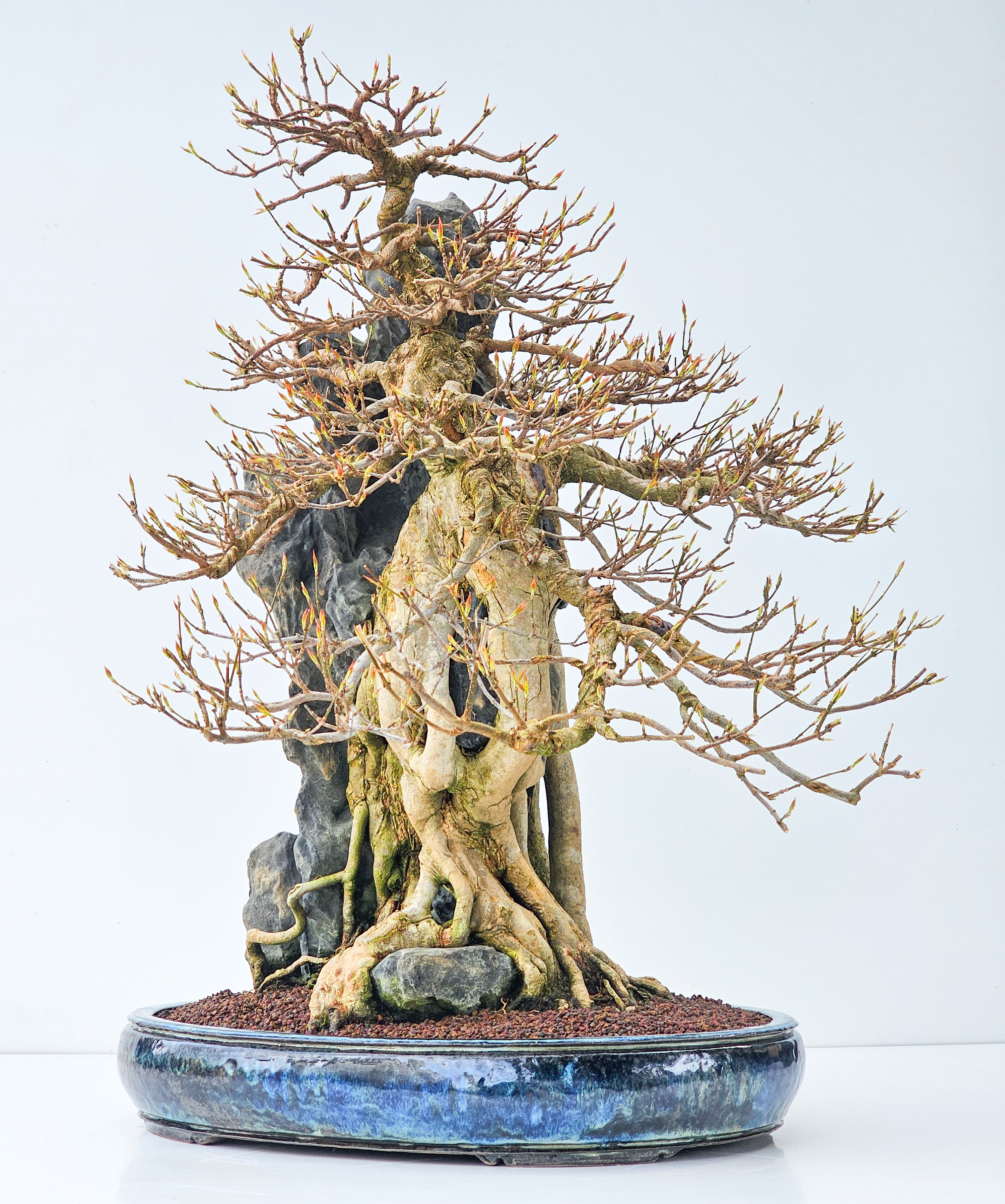 Bonsai Dreispitzahorn - Acer buergerianum Ishizuki 56cm - Video!!