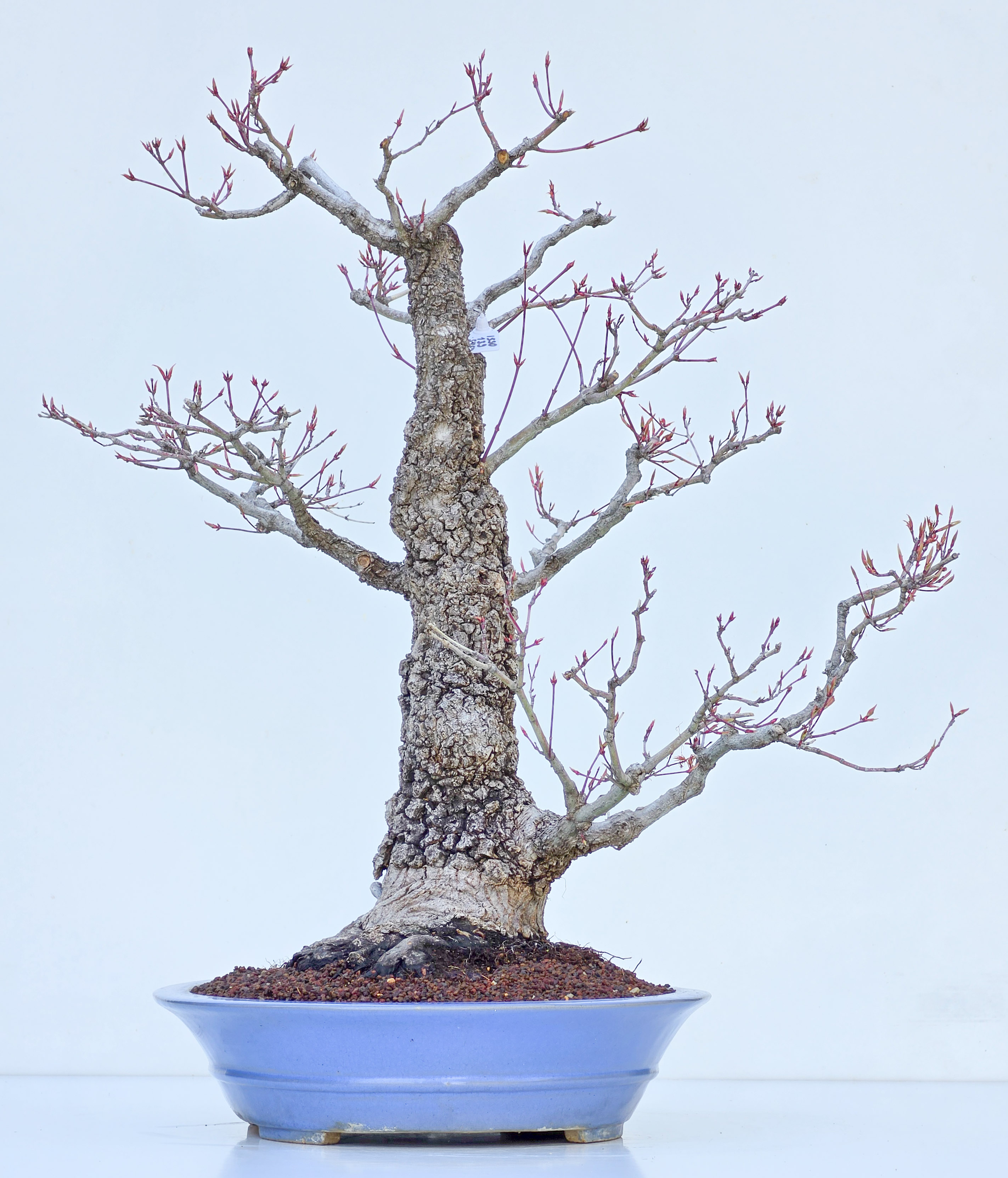 Bonsai Fächerahorn - Acer palmatum Arakawa 54cm